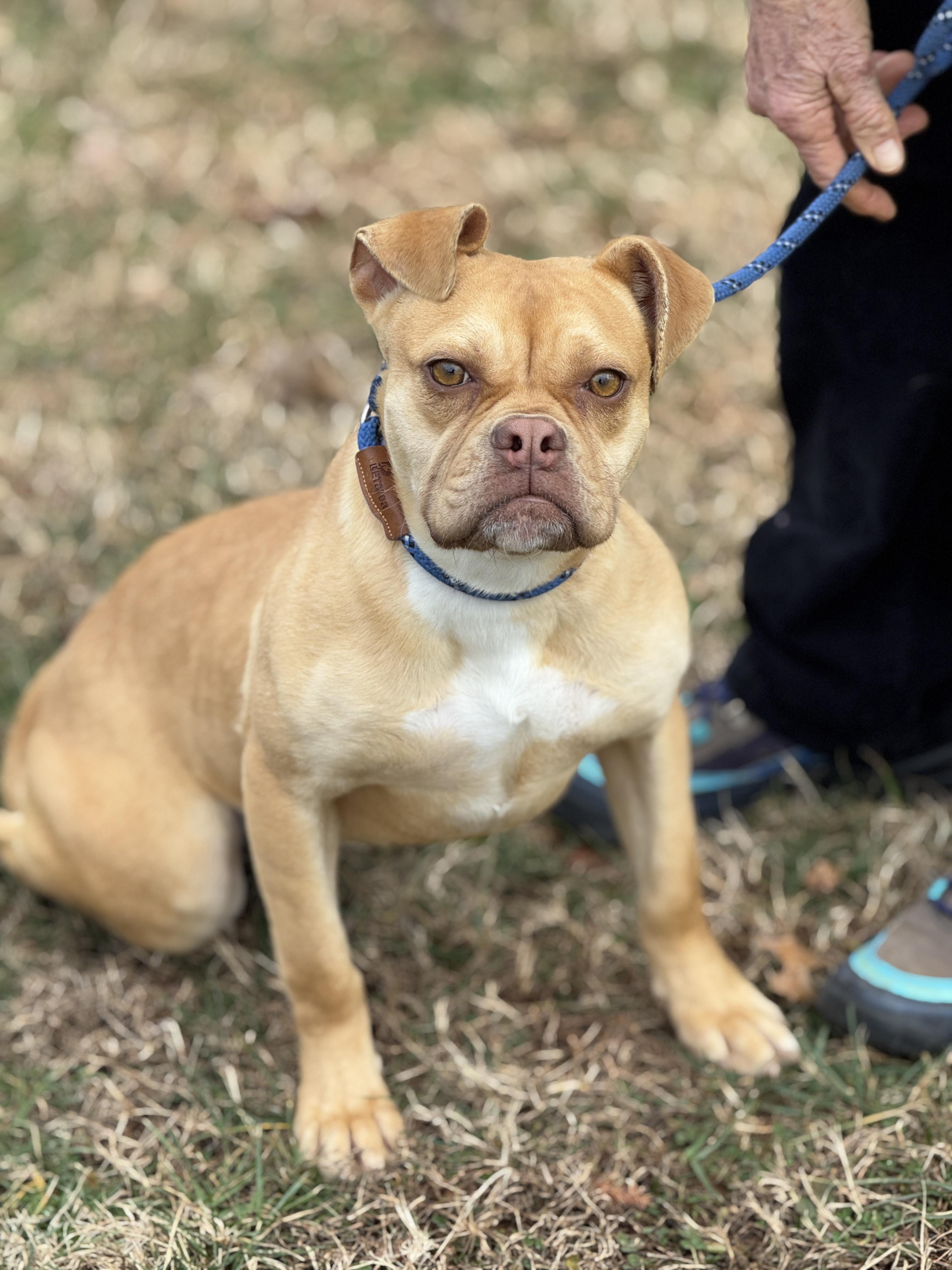 Dilly Dally, a ADOPTABLE mixed breed in Midlothian, VA image 2/6