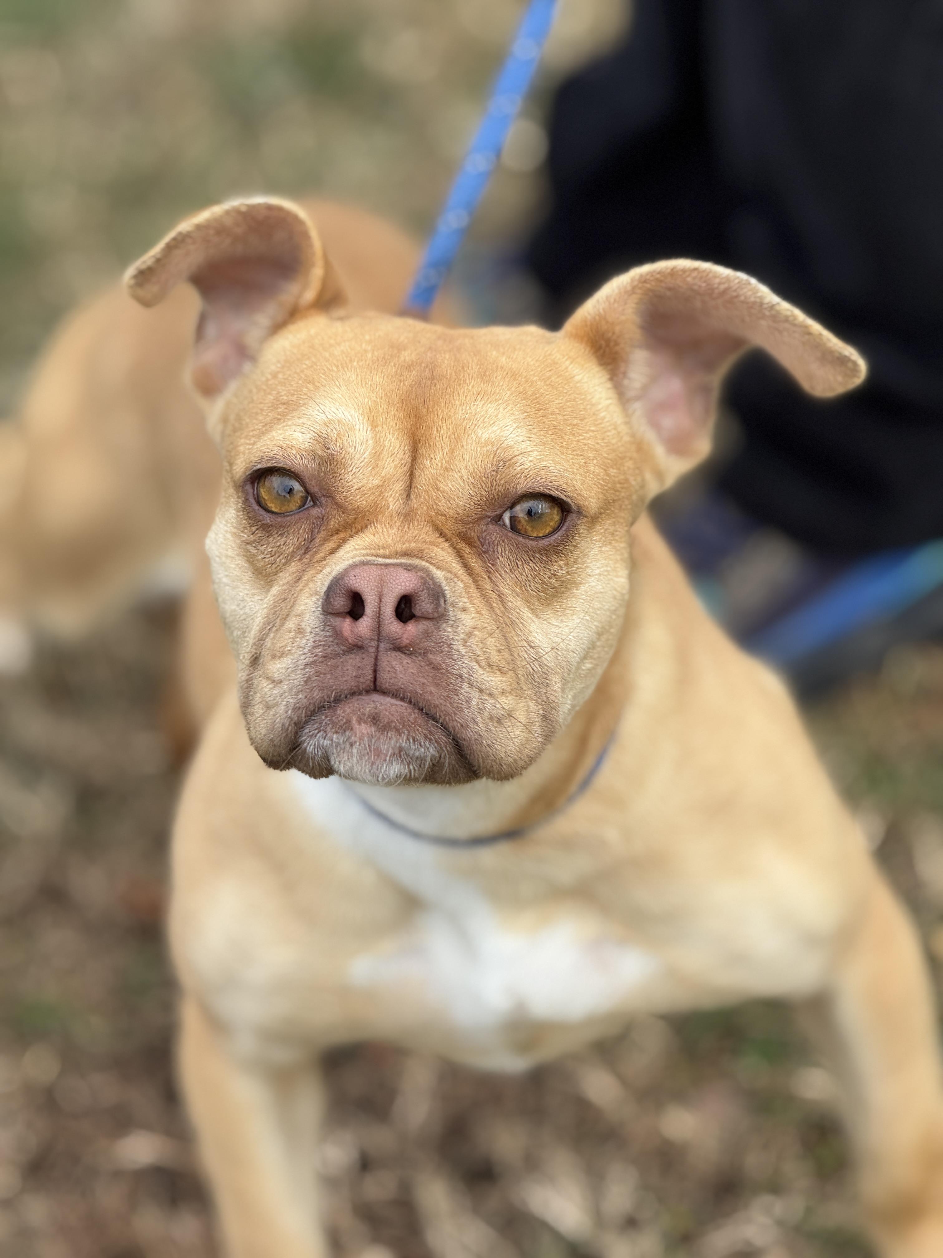 Dilly Dally, a ADOPTABLE mixed breed in Midlothian, VA image 1/6