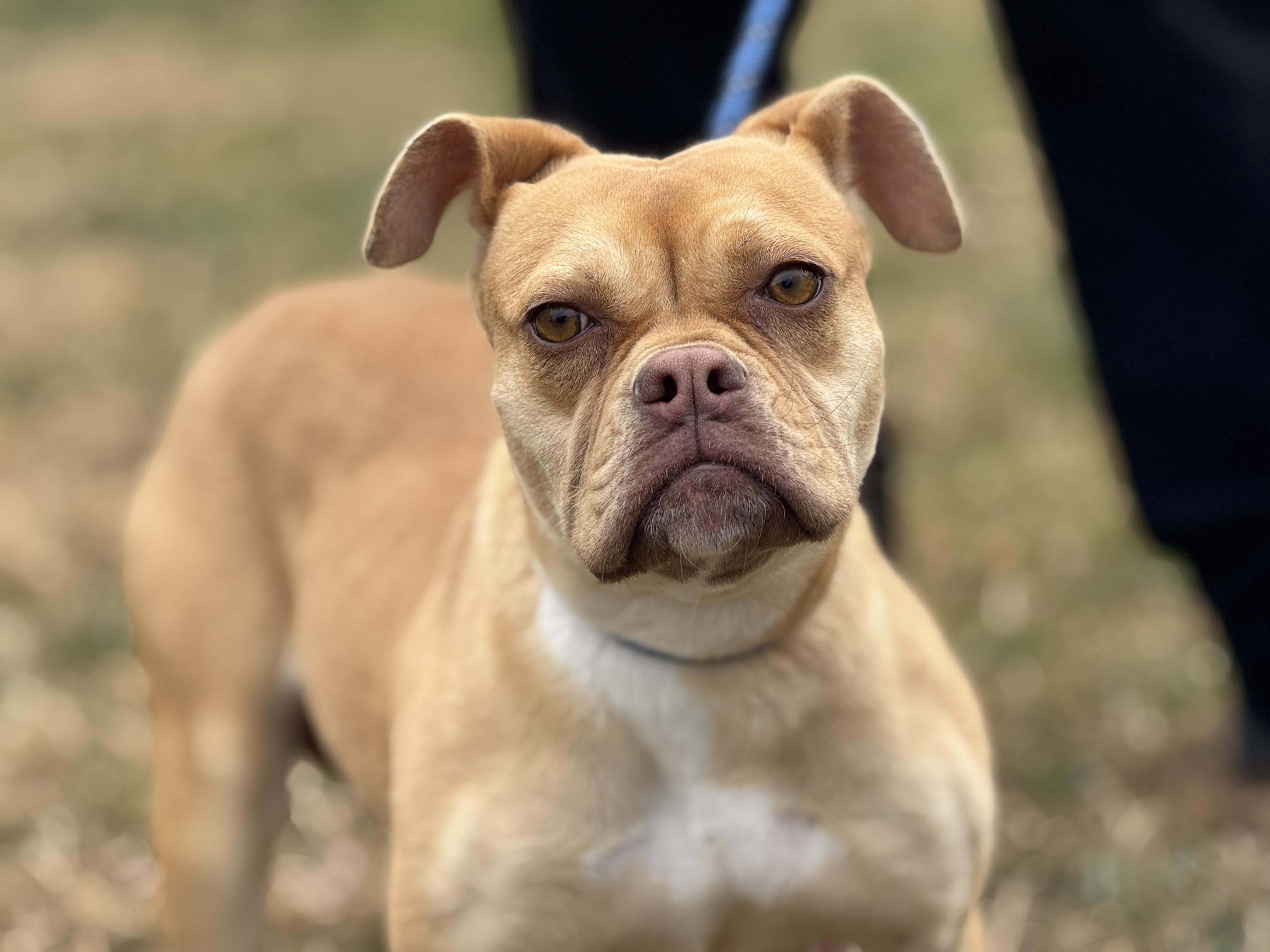 Dilly Dally, a ADOPTABLE mixed breed in Midlothian, VA image 5/6