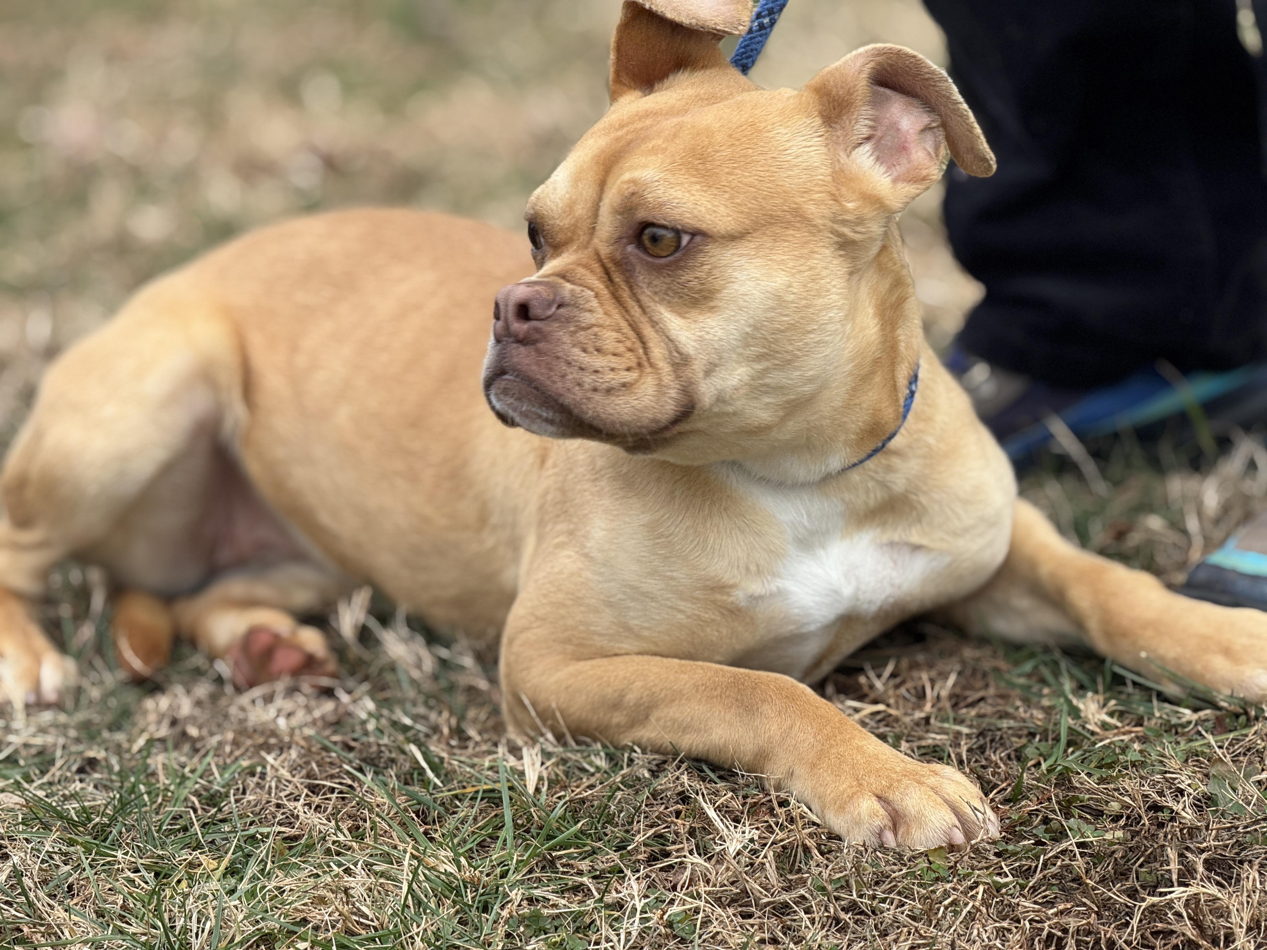 Dilly Dally, a ADOPTABLE mixed breed in Midlothian, VA image 6/6