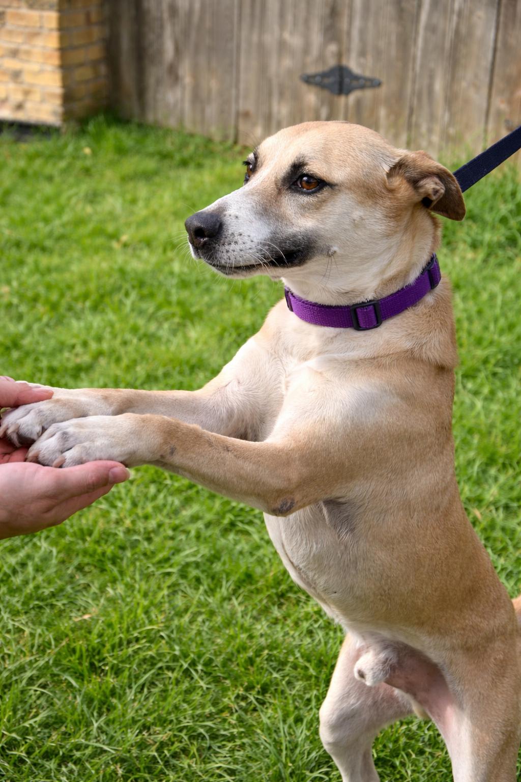 Enlarge Dodger, a Adoptable mixed breed in McAllen, TX image 4/5