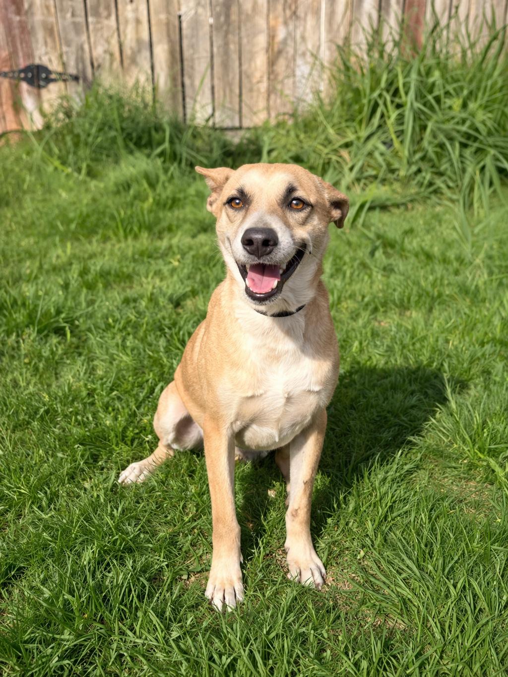 Enlarge Dodger, a Adoptable mixed breed in McAllen, TX image 3/5