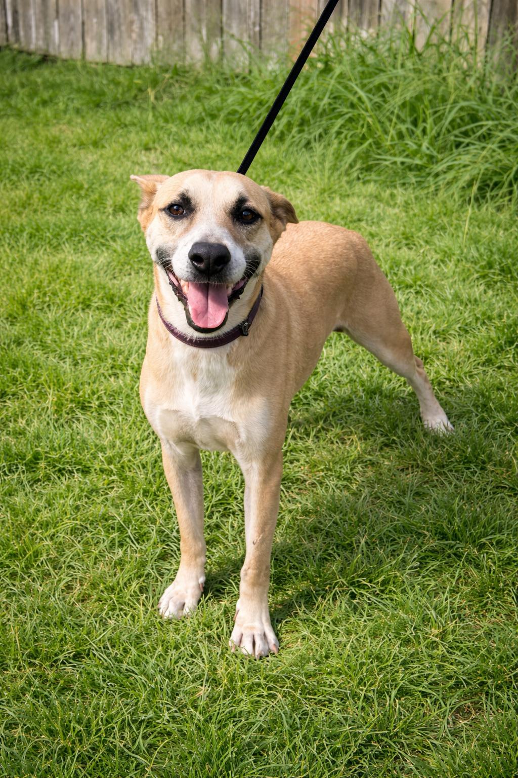 Enlarge Dodger, a Adoptable mixed breed in McAllen, TX image 2/5