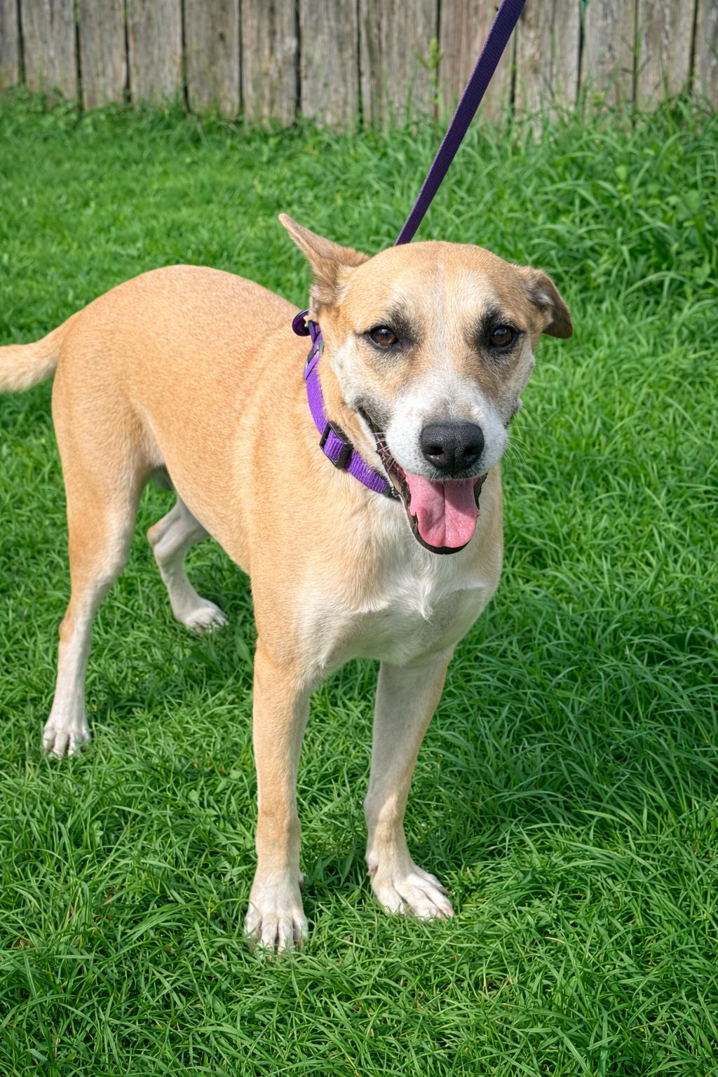 Enlarge Dodger, a Adoptable mixed breed in McAllen, TX image 1/5