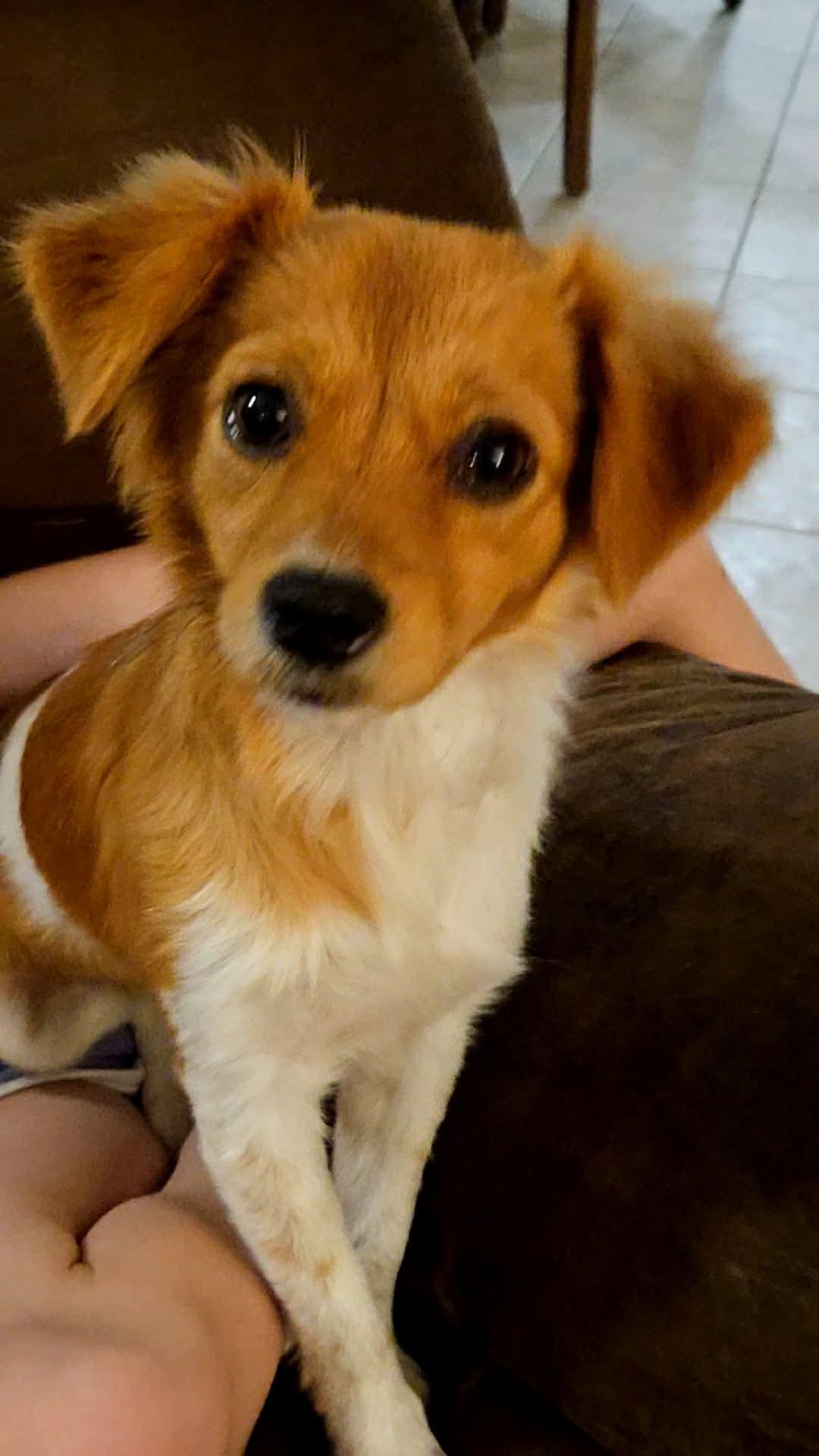 Roxy, adopted, Young Female Brittany Spaniel & Jack Russell Terrier.