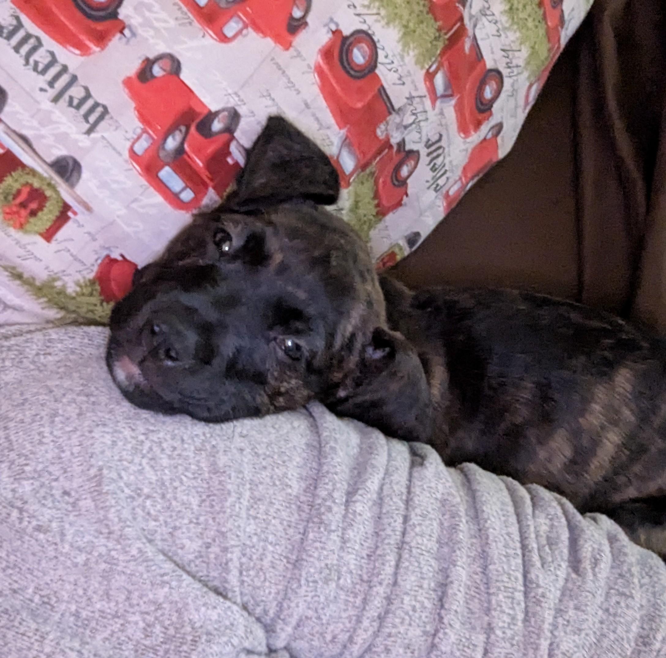Enlarge Queen, a Adoptable mixed breed in CHURCHVILLE, NY image 3/3