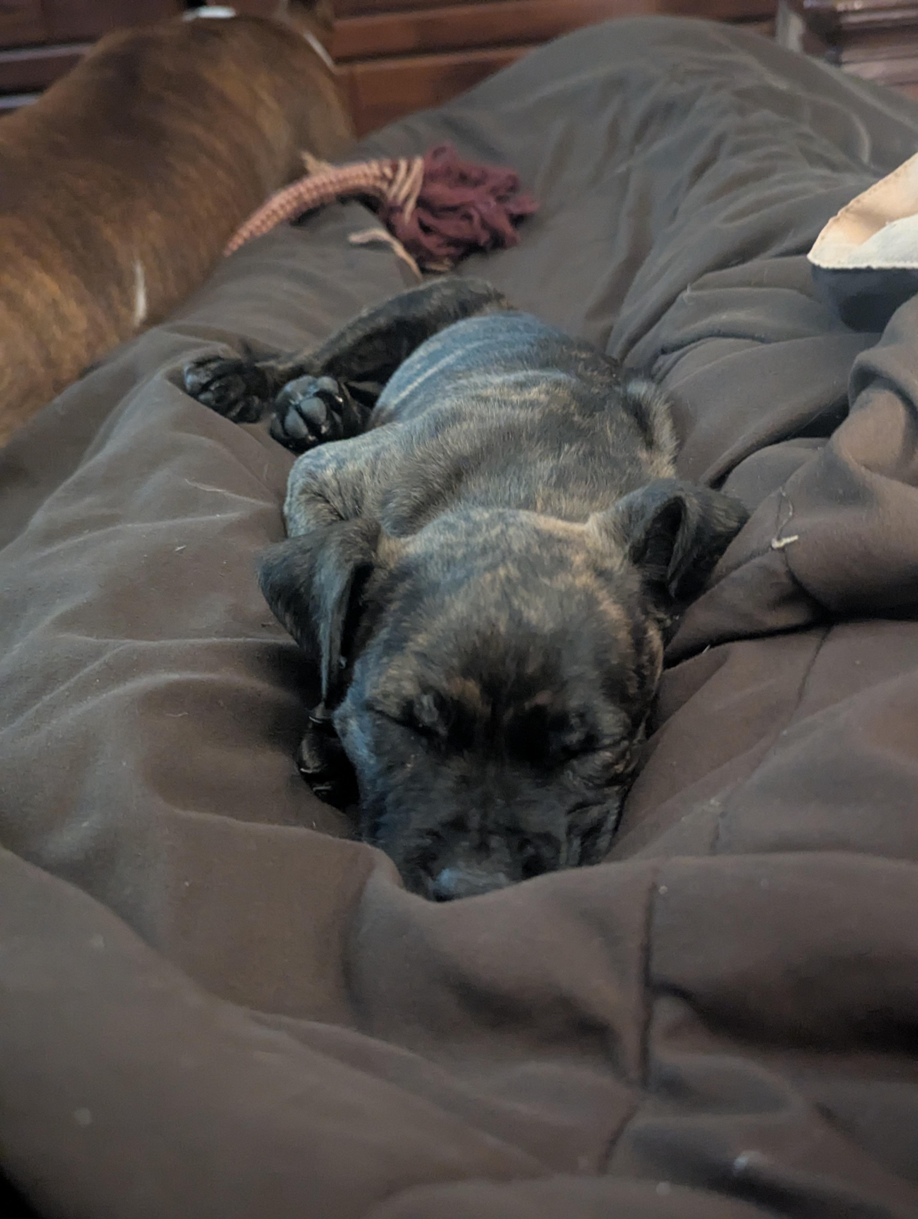 Enlarge Queen, a Adoptable mixed breed in CHURCHVILLE, NY image 2/3