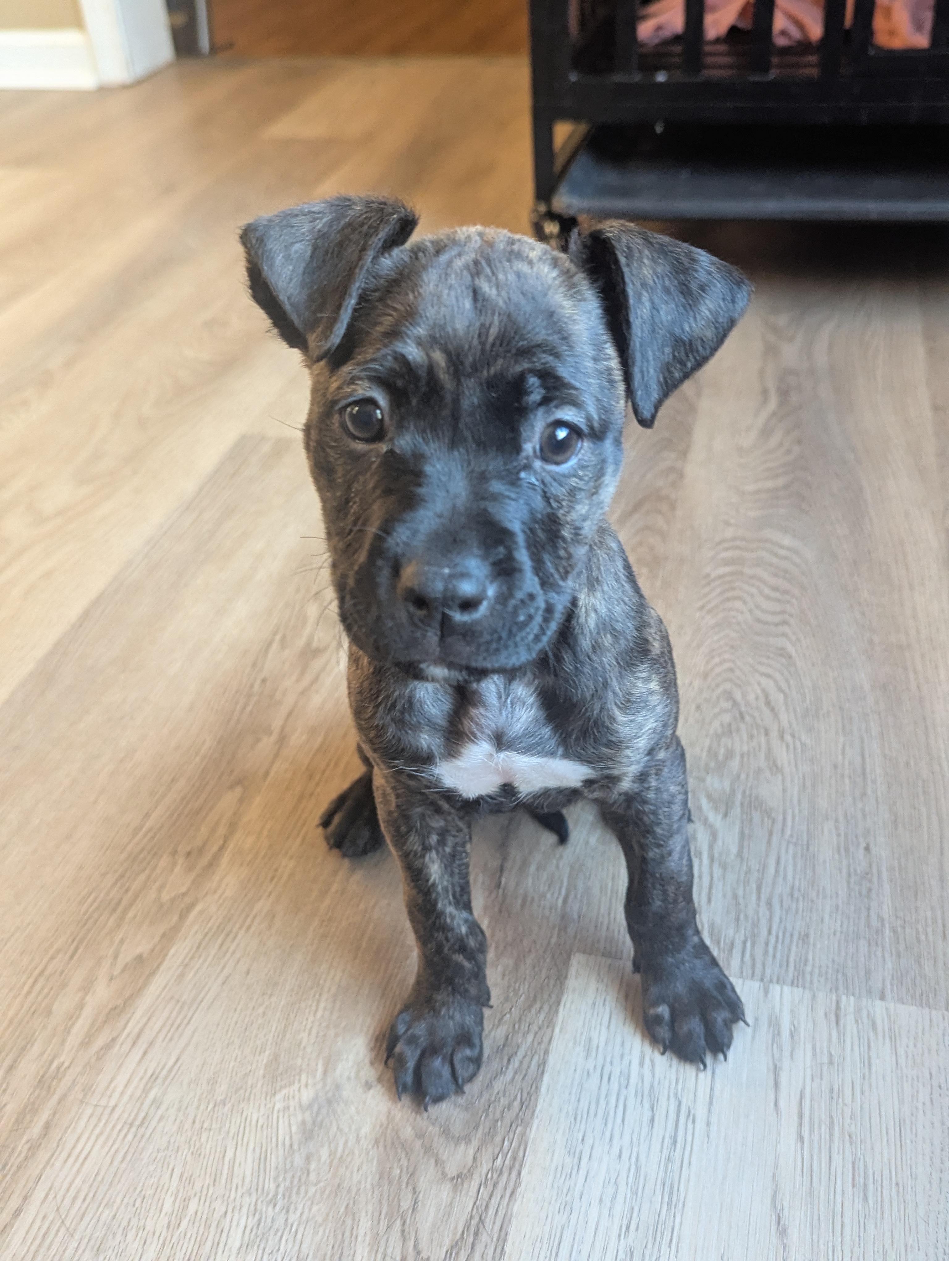 Queen, Adoptable, Puppy Female Pit Bull Terrier & Boxer.