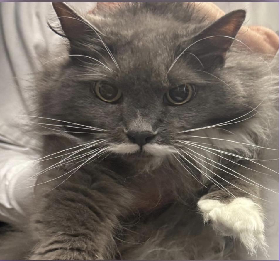 Enlarge Lillie & Millie (courtesy listing BONDED), an adopted Domestic Long Hair in Myrtle Beach, SC image 2/3