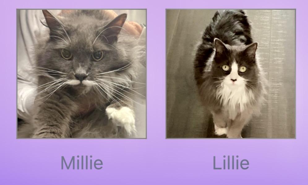 Enlarge Lillie & Millie (courtesy listing BONDED), an adopted Domestic Long Hair in Myrtle Beach, SC image 1/3