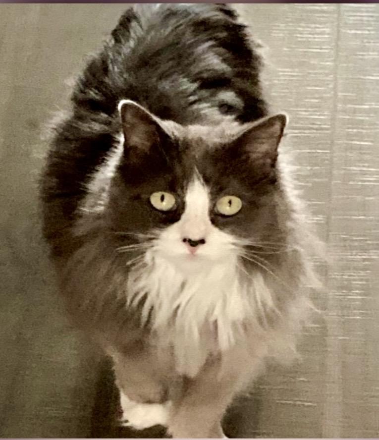 Enlarge Lillie & Millie (courtesy listing BONDED), an adopted Domestic Long Hair in Myrtle Beach, SC image 3/3