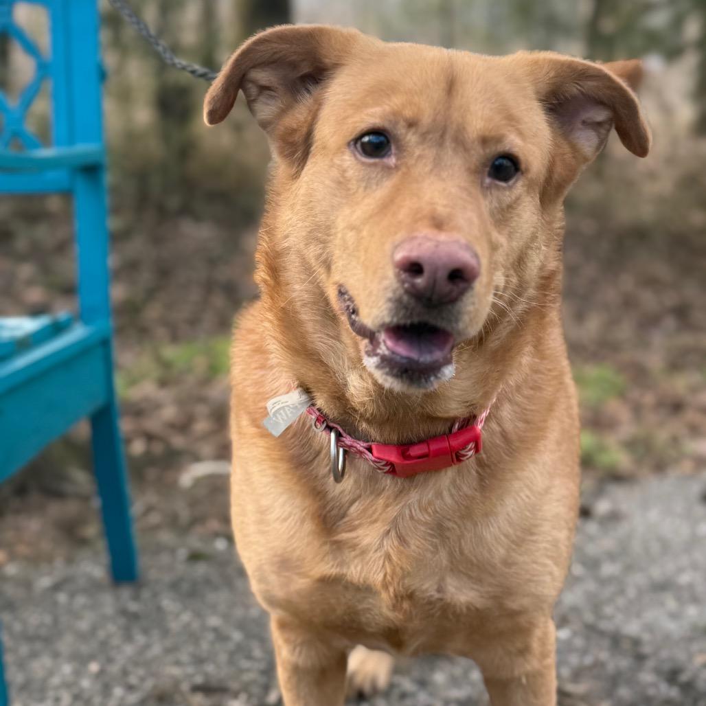 Coco, a Adoptable mixed breed in Monroeville, AL image 1/6