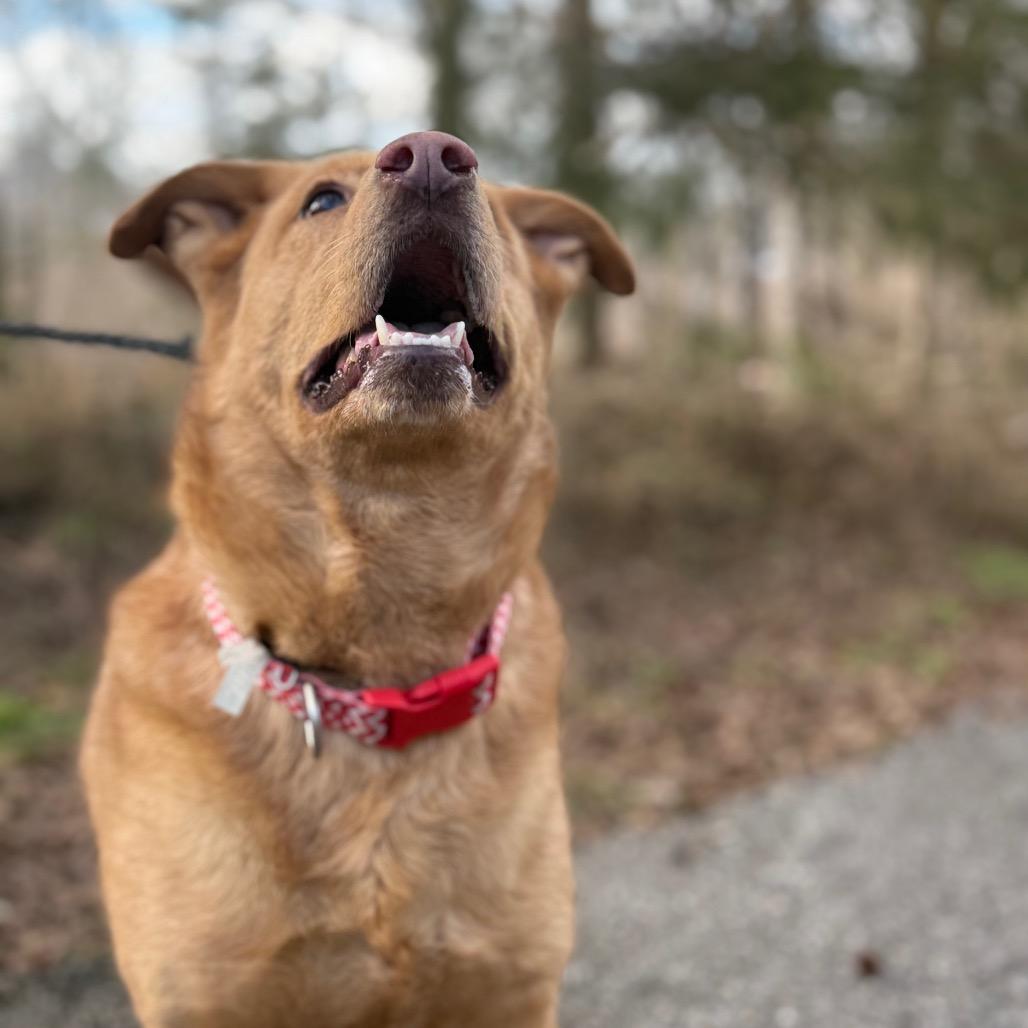 Coco, a Adoptable mixed breed in Monroeville, AL image 2/6