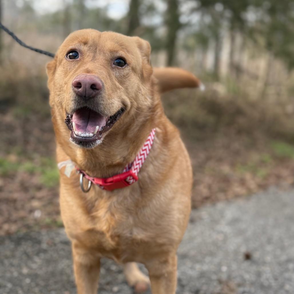 Coco, a Adoptable mixed breed in Monroeville, AL image 3/6