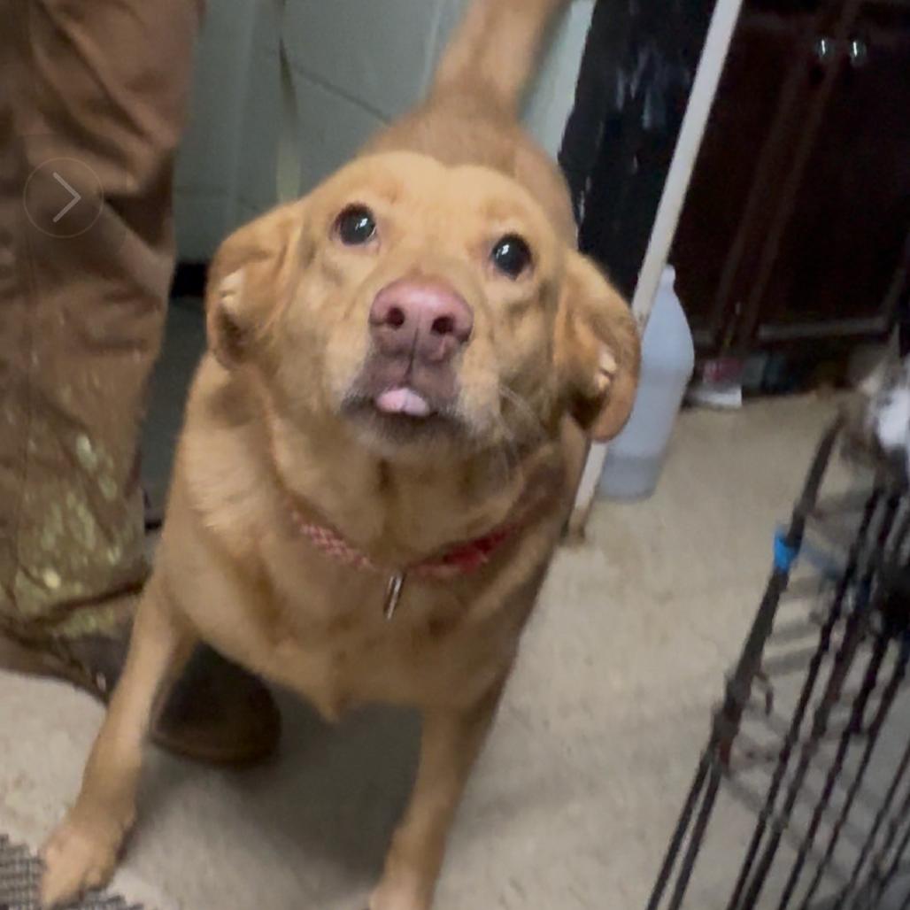 Coco, a Adoptable mixed breed in Monroeville, AL image 4/6