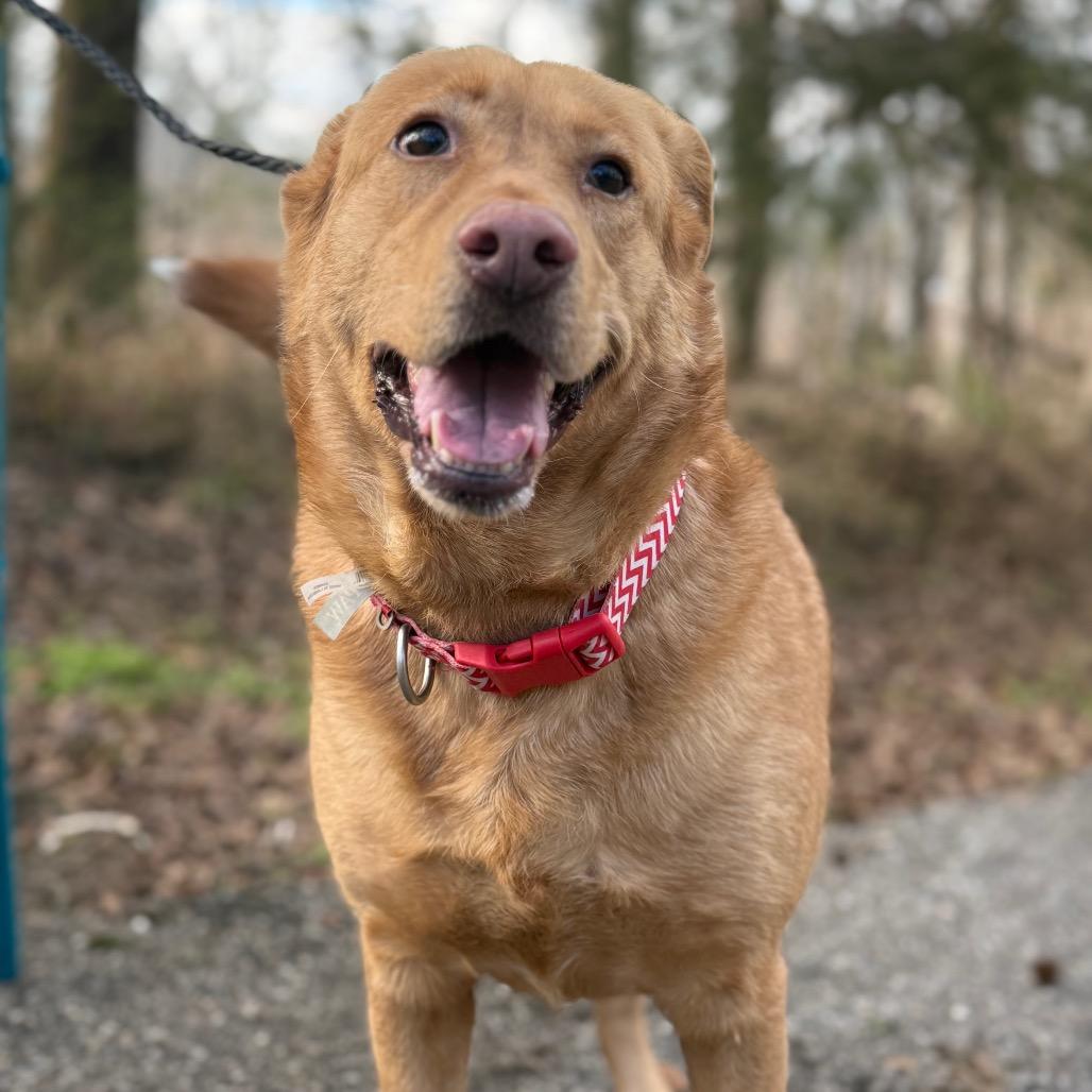 Coco, a Adoptable mixed breed in Monroeville, AL image 5/6