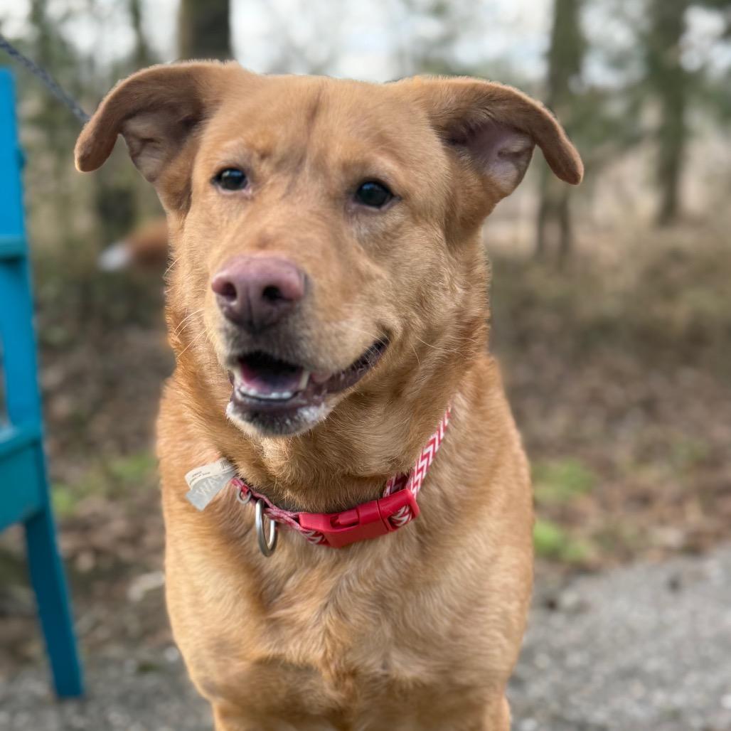 Coco, a Adoptable mixed breed in Monroeville, AL image 6/6