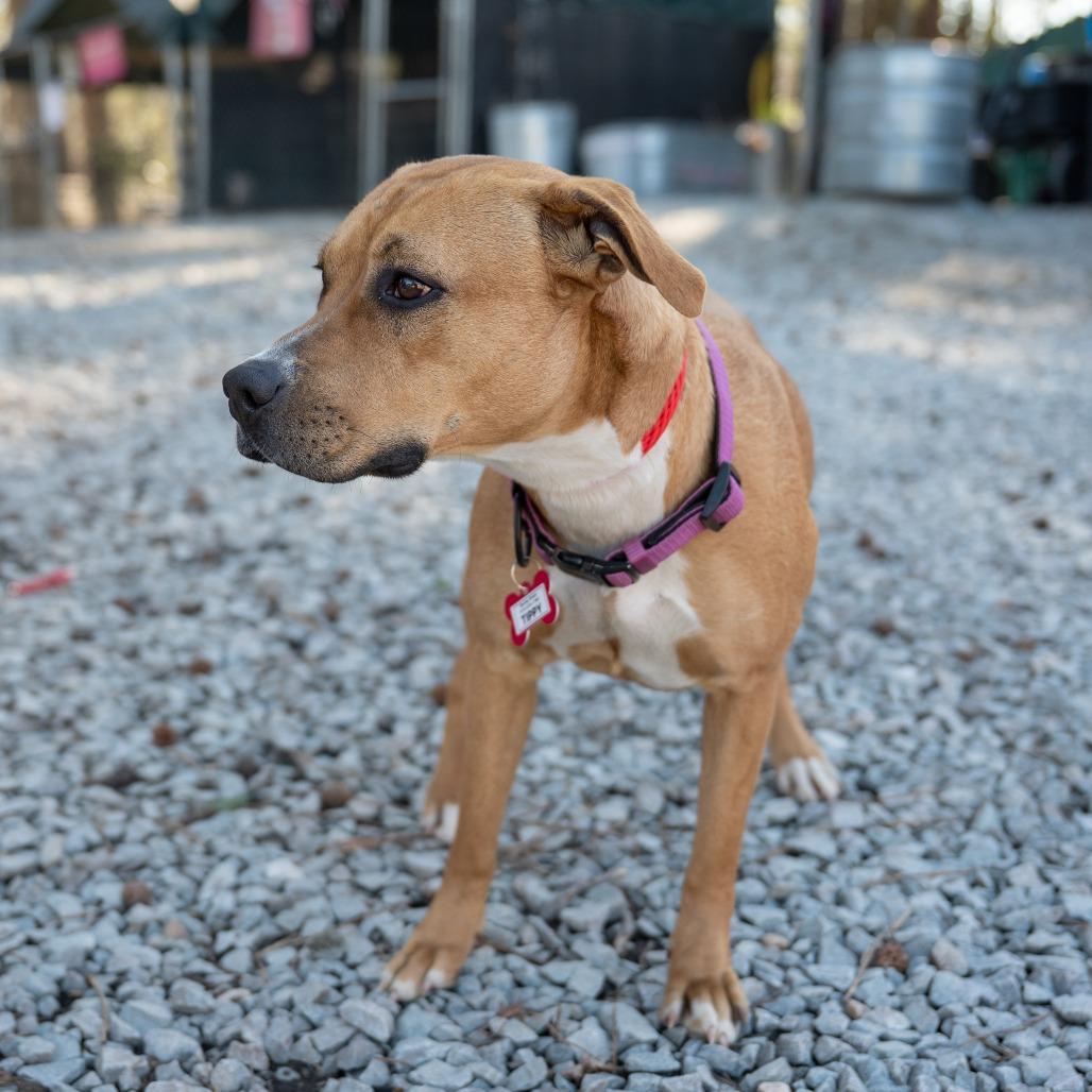 Enlarge Tippy, a Adoptable Labrador Retriever in Wake Forest, NC image 1/2