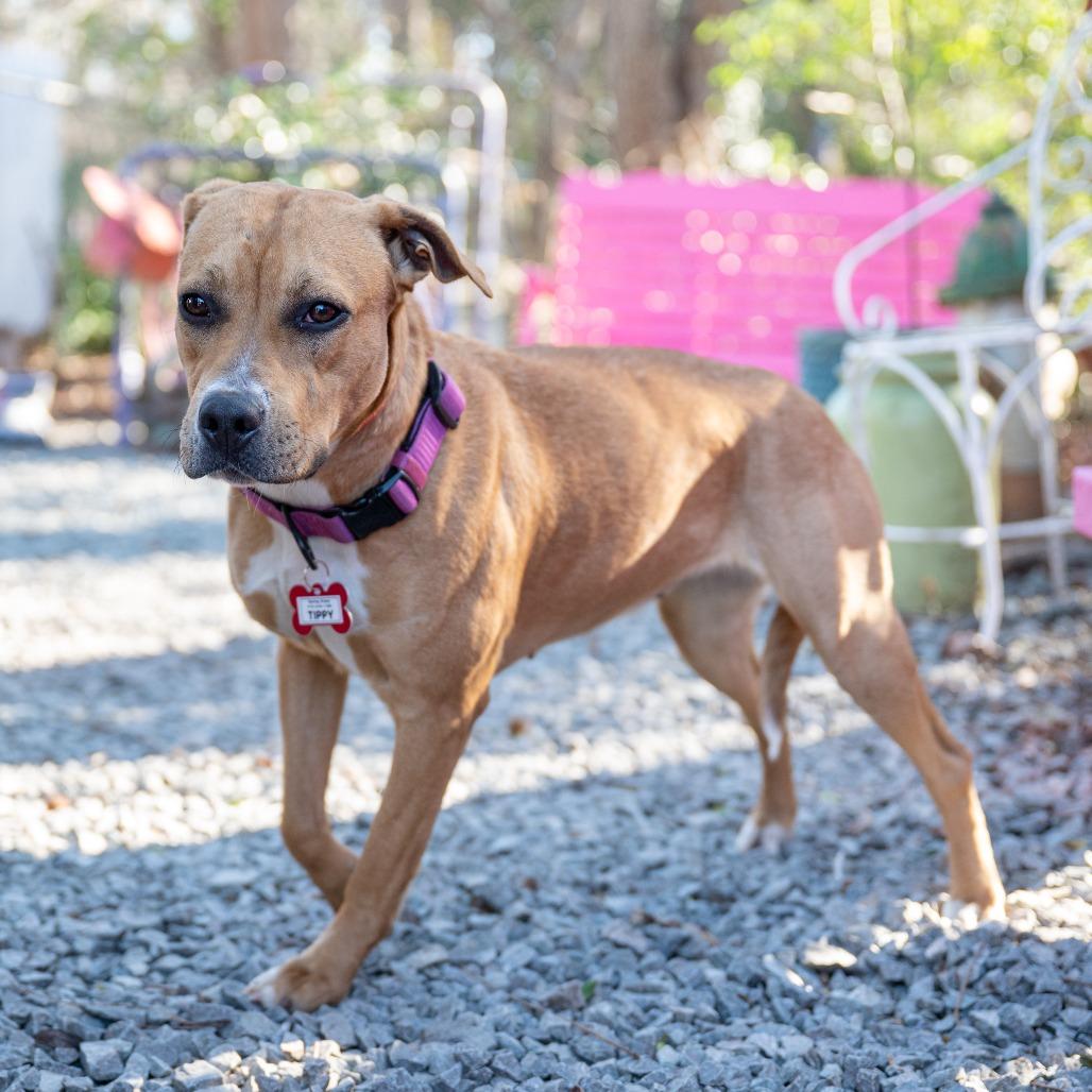 Enlarge Tippy, a Adoptable Labrador Retriever in Wake Forest, NC image 2/2
