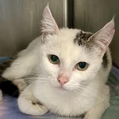 Eloise, Adoptable, Kitten Female Domestic Short Hair & Domestic Short Hair.