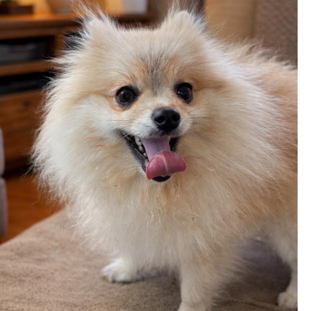 Koya — thumbnail 2