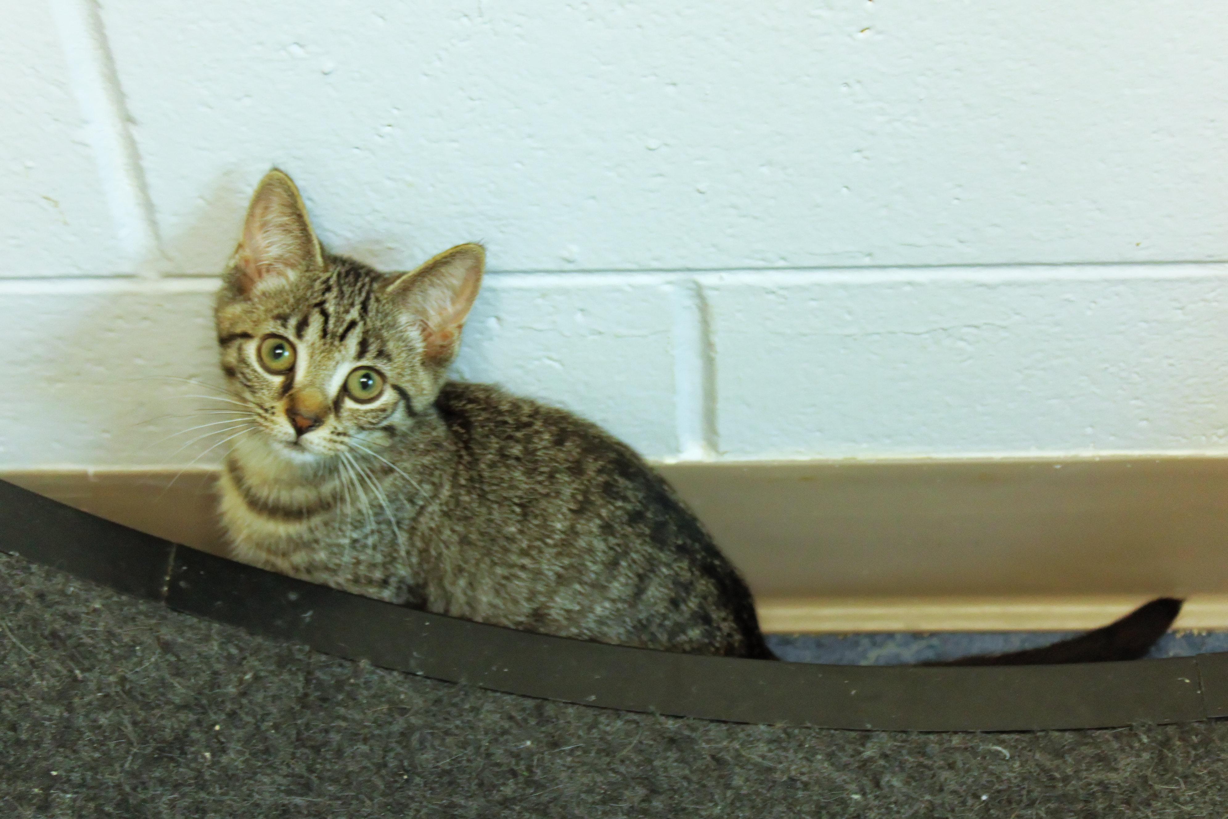 Enlarge Clover, a Adoptable Domestic Short Hair in Urbana, OH image 4/6