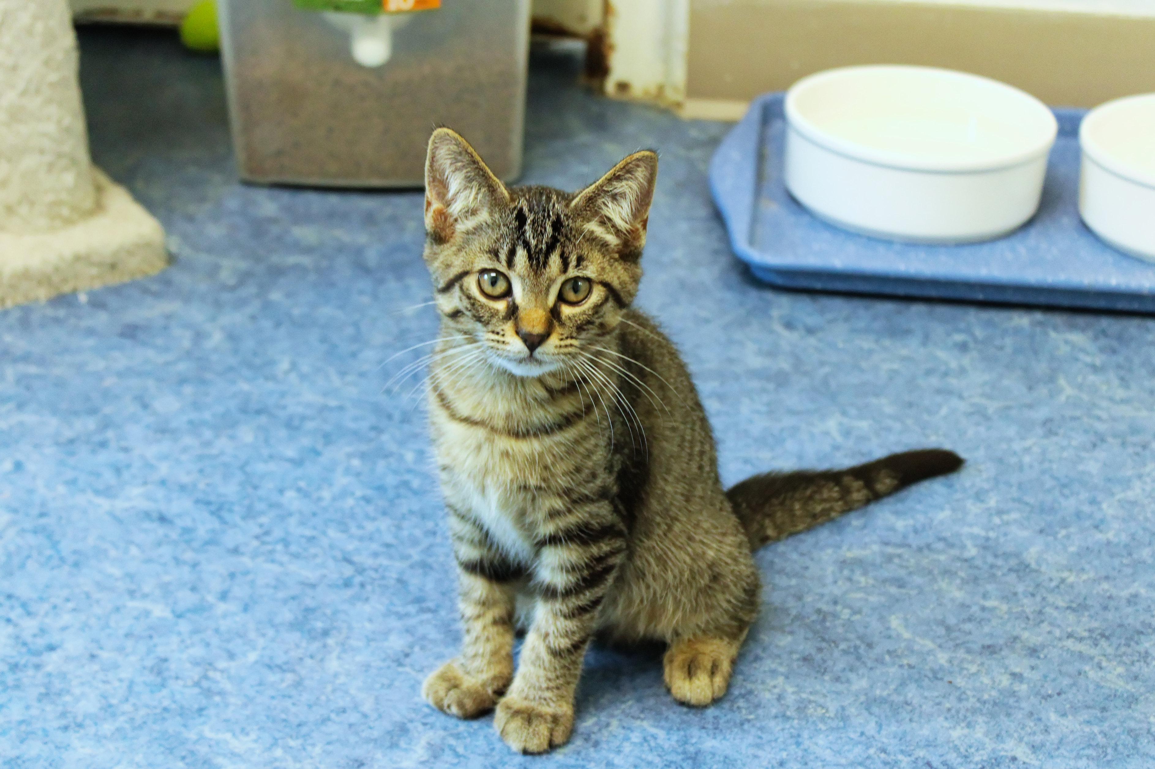 Enlarge Clover, a Adoptable Domestic Short Hair in Urbana, OH image 6/6