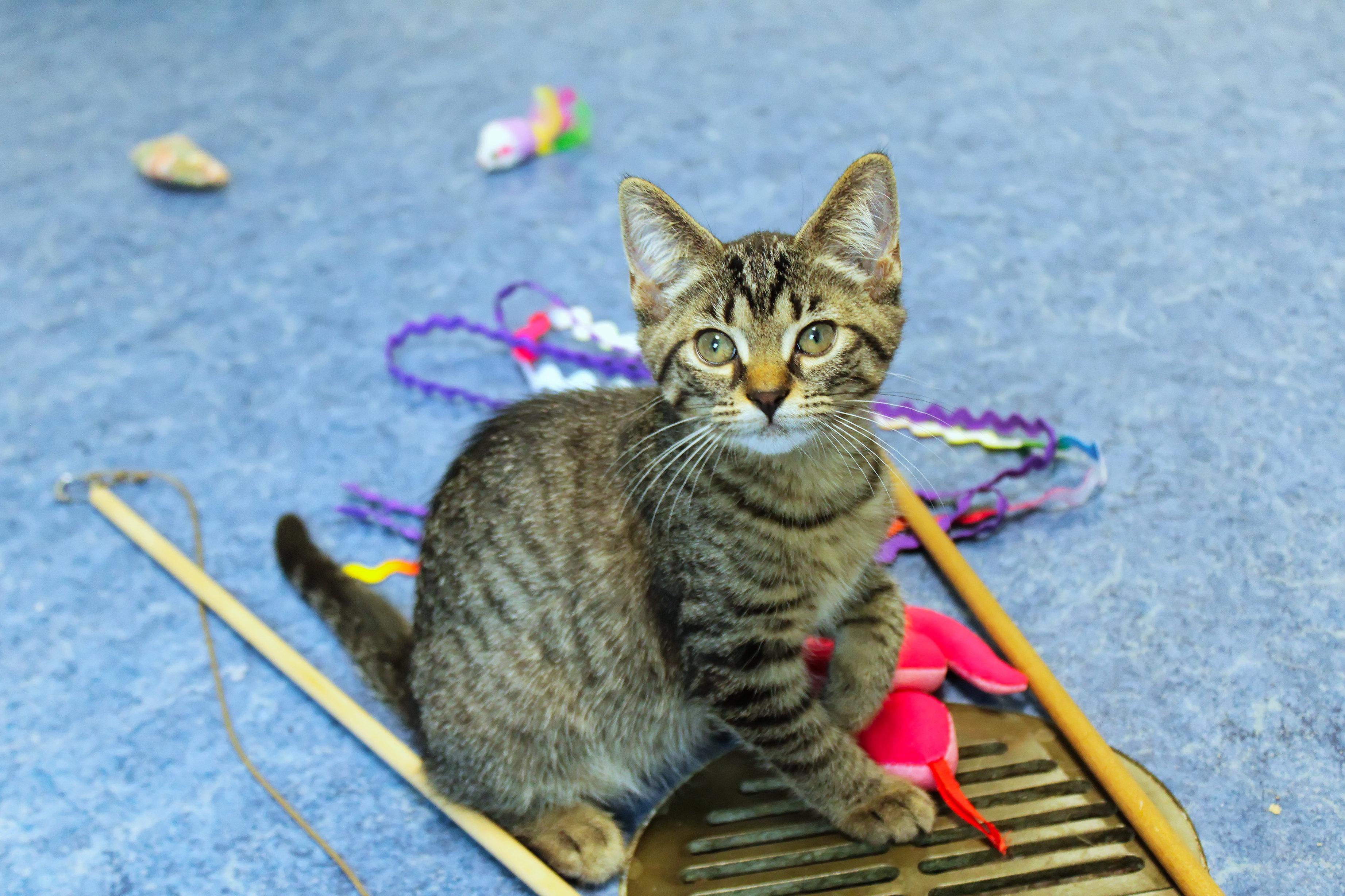 Enlarge Clover, a Adoptable Domestic Short Hair in Urbana, OH image 2/6