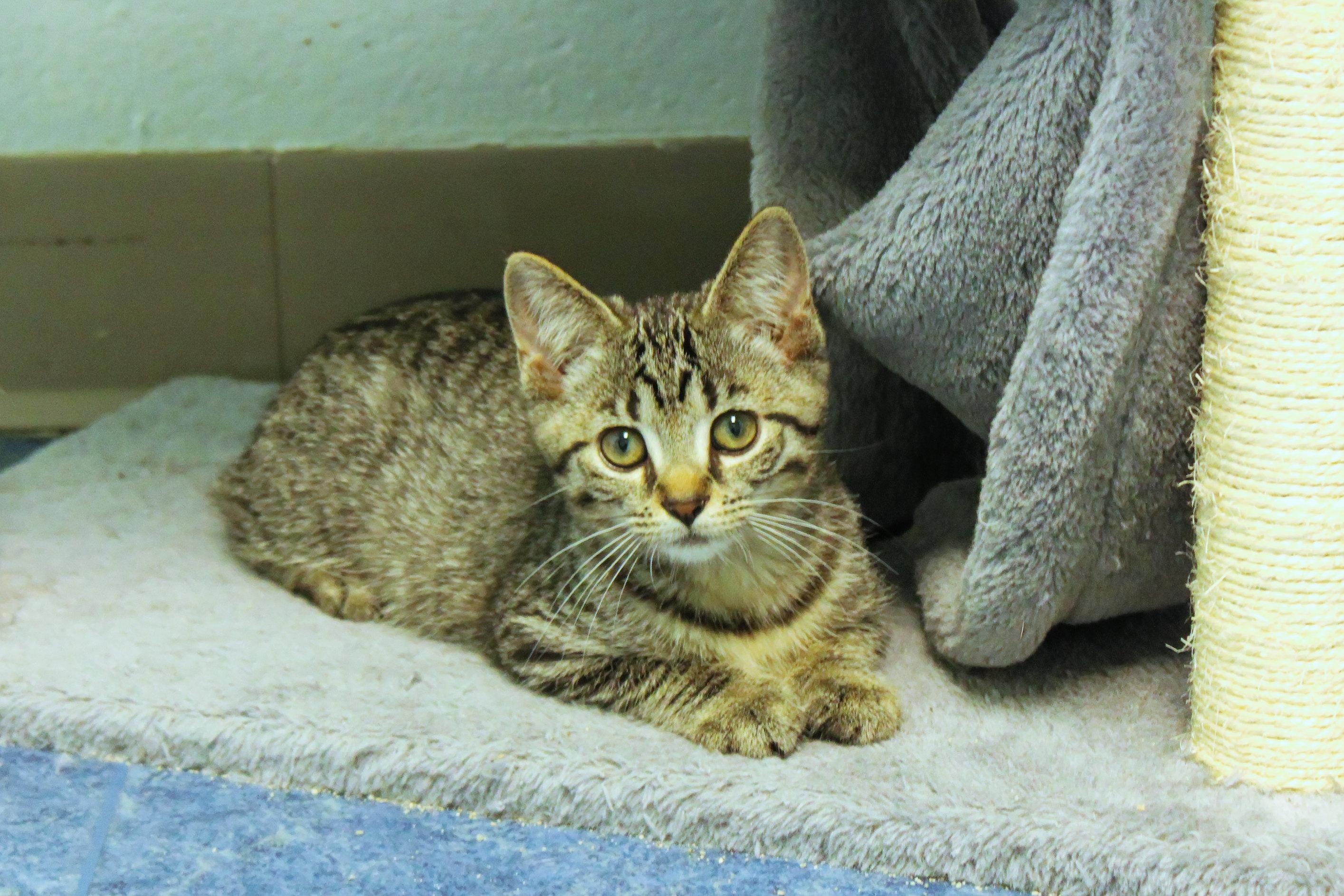 Enlarge Clover, a Adoptable Domestic Short Hair in Urbana, OH image 1/6