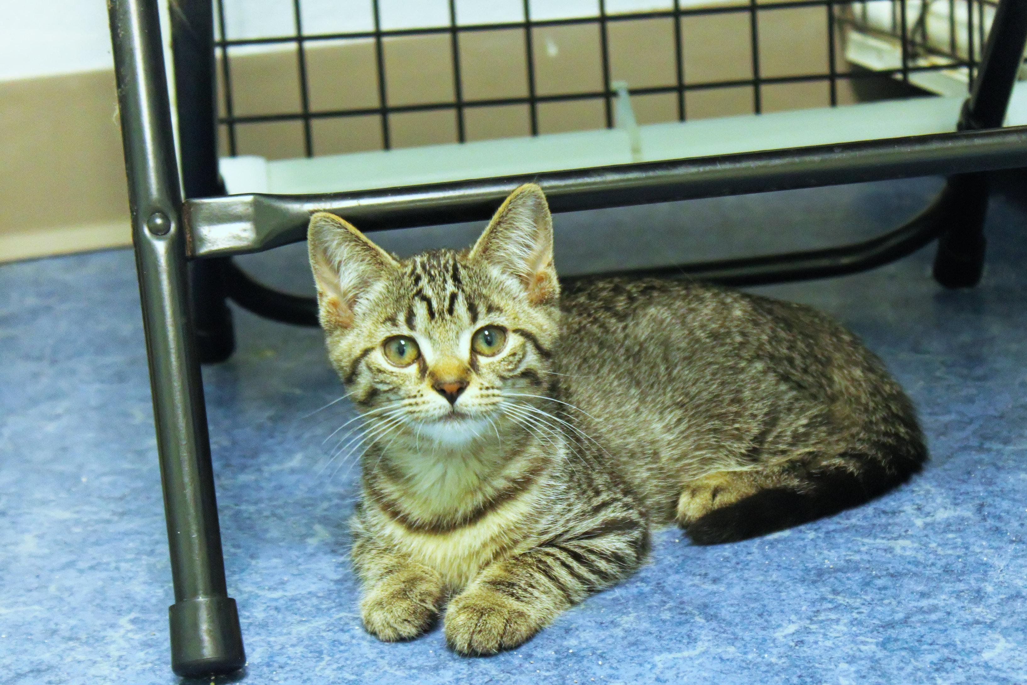 Enlarge Clover, a Adoptable Domestic Short Hair in Urbana, OH image 5/6