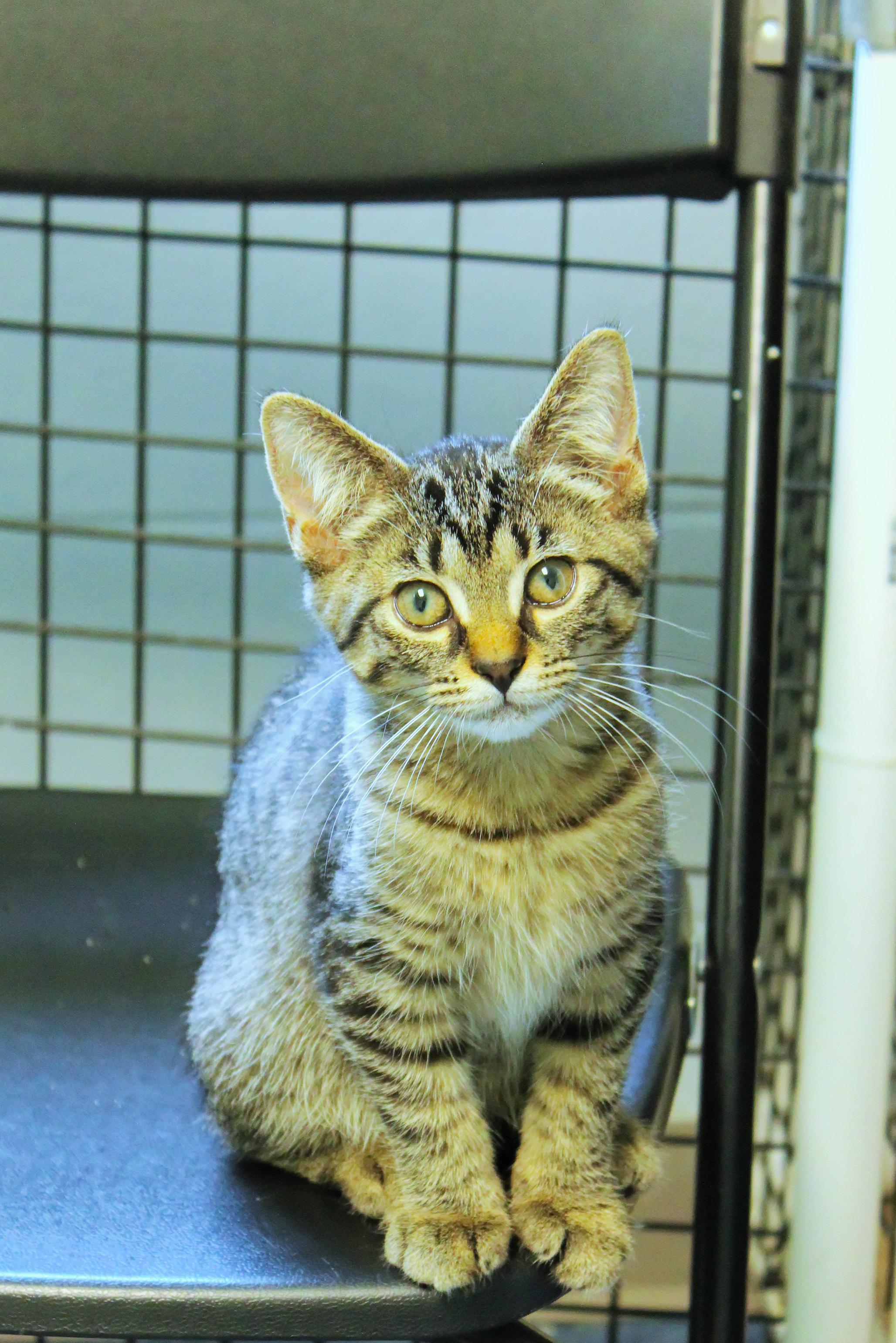 Enlarge Clover, a Adoptable Domestic Short Hair in Urbana, OH image 3/6