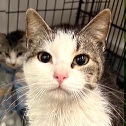 Enlarge Babette, a ADOPTABLE Domestic Short Hair in Beaufort, SC image 1/3