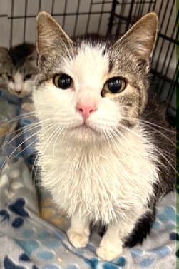 Enlarge Babette, a ADOPTABLE Domestic Short Hair in Beaufort, SC image 3/3