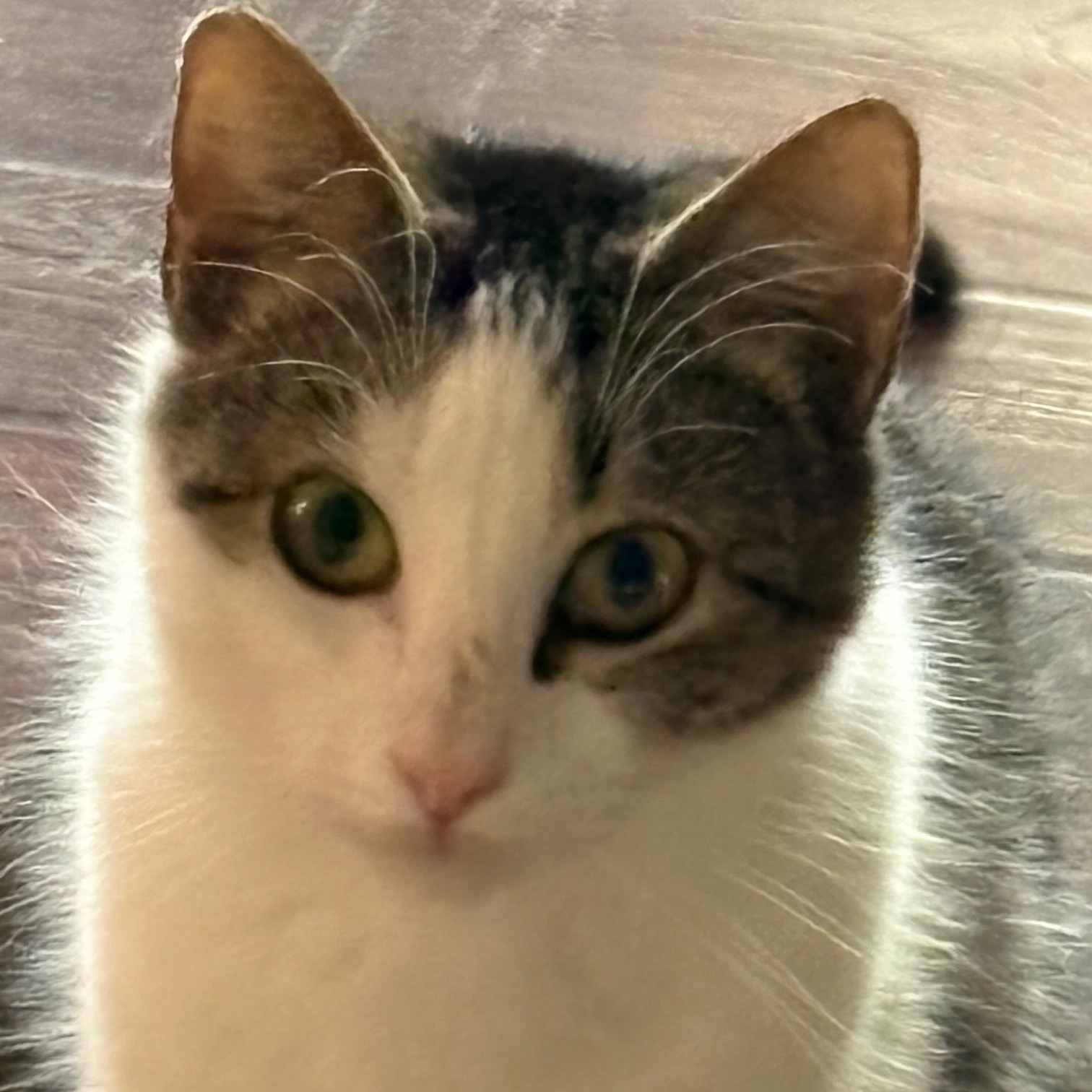 Babette, ADOPTABLE, Kitten Female Domestic Short Hair.