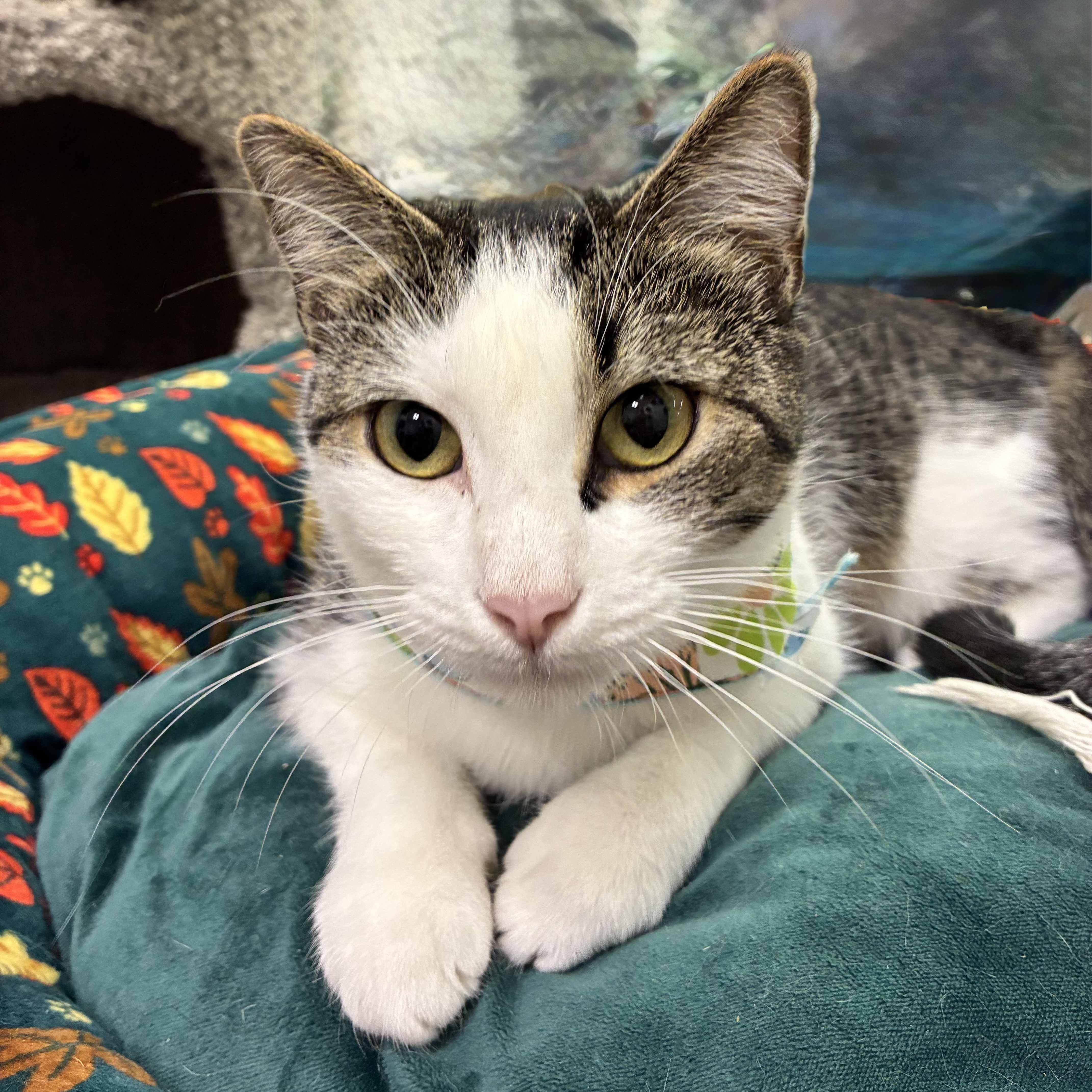 Babette, adoptable, Young Female Domestic Short Hair.