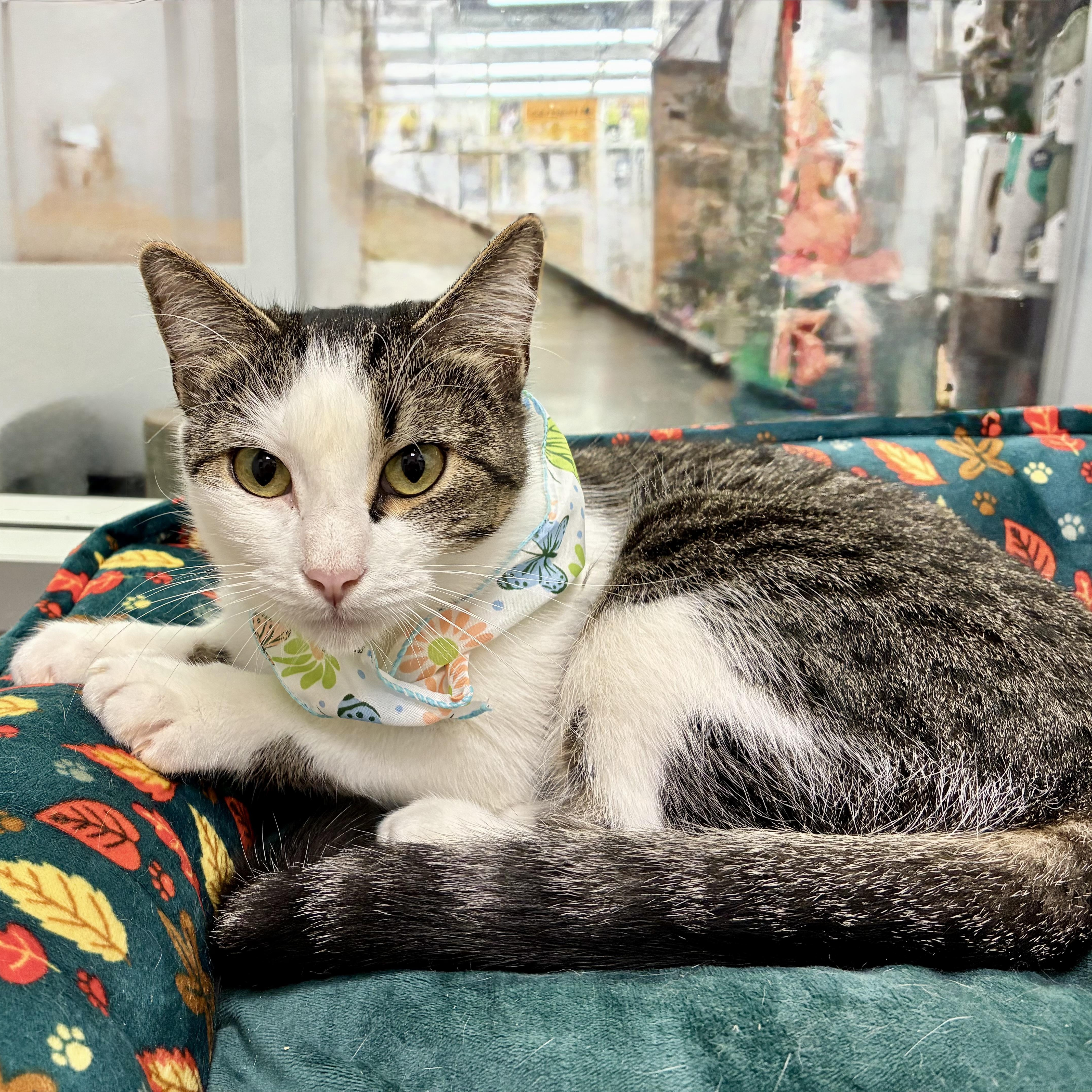 Enlarge Babette, an adopted Domestic Short Hair in Beaufort, SC image 2/6