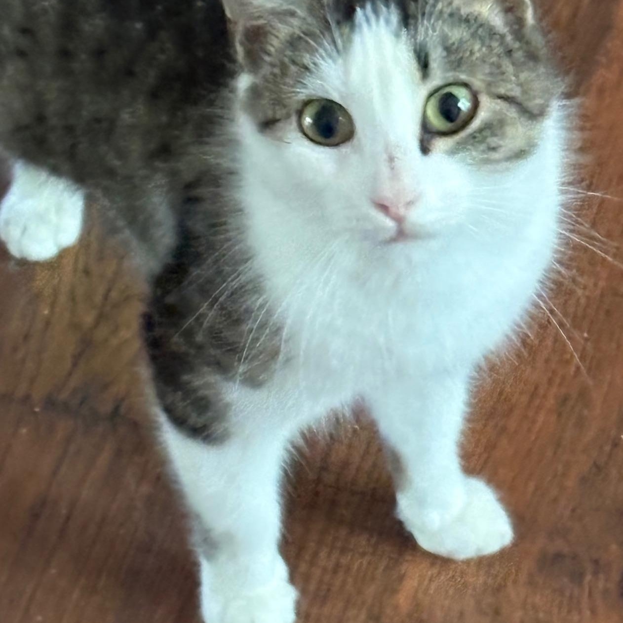 Enlarge Babette, a ADOPTABLE Domestic Short Hair in Beaufort, SC image 3/6