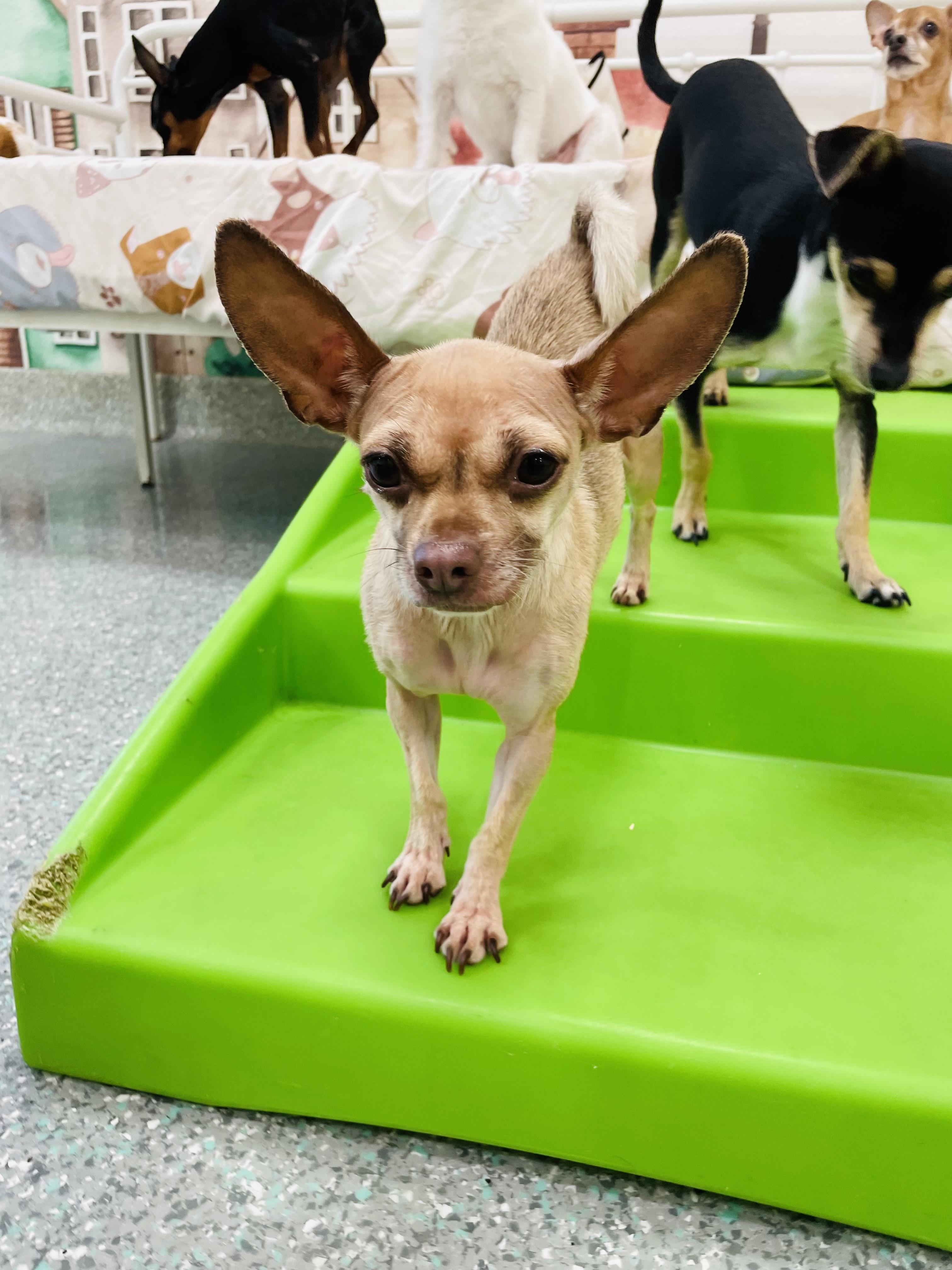 Enlarge Betty, a ADOPTABLE Chihuahua in Rancho Santa Margarita, CA image 5/6