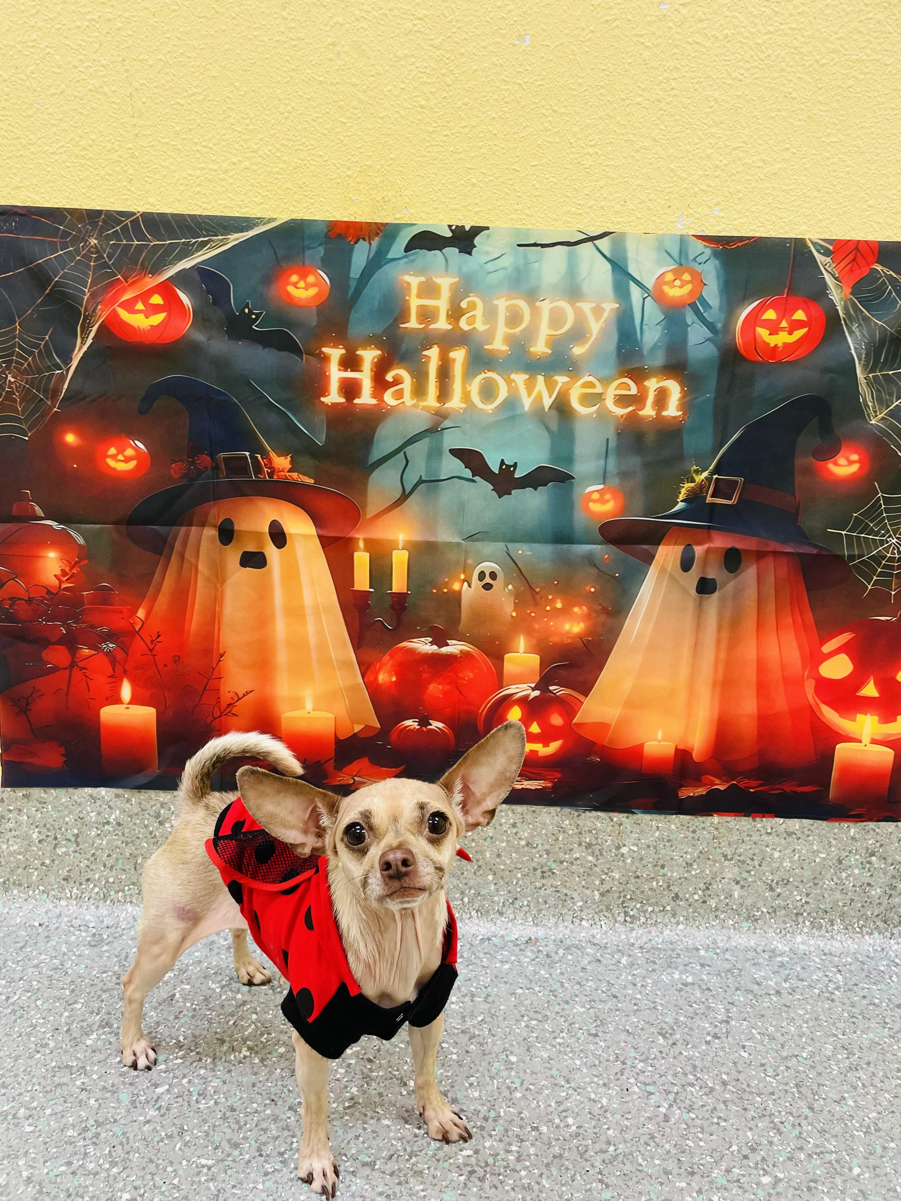 Enlarge Betty, a ADOPTABLE Chihuahua in Rancho Santa Margarita, CA image 1/6