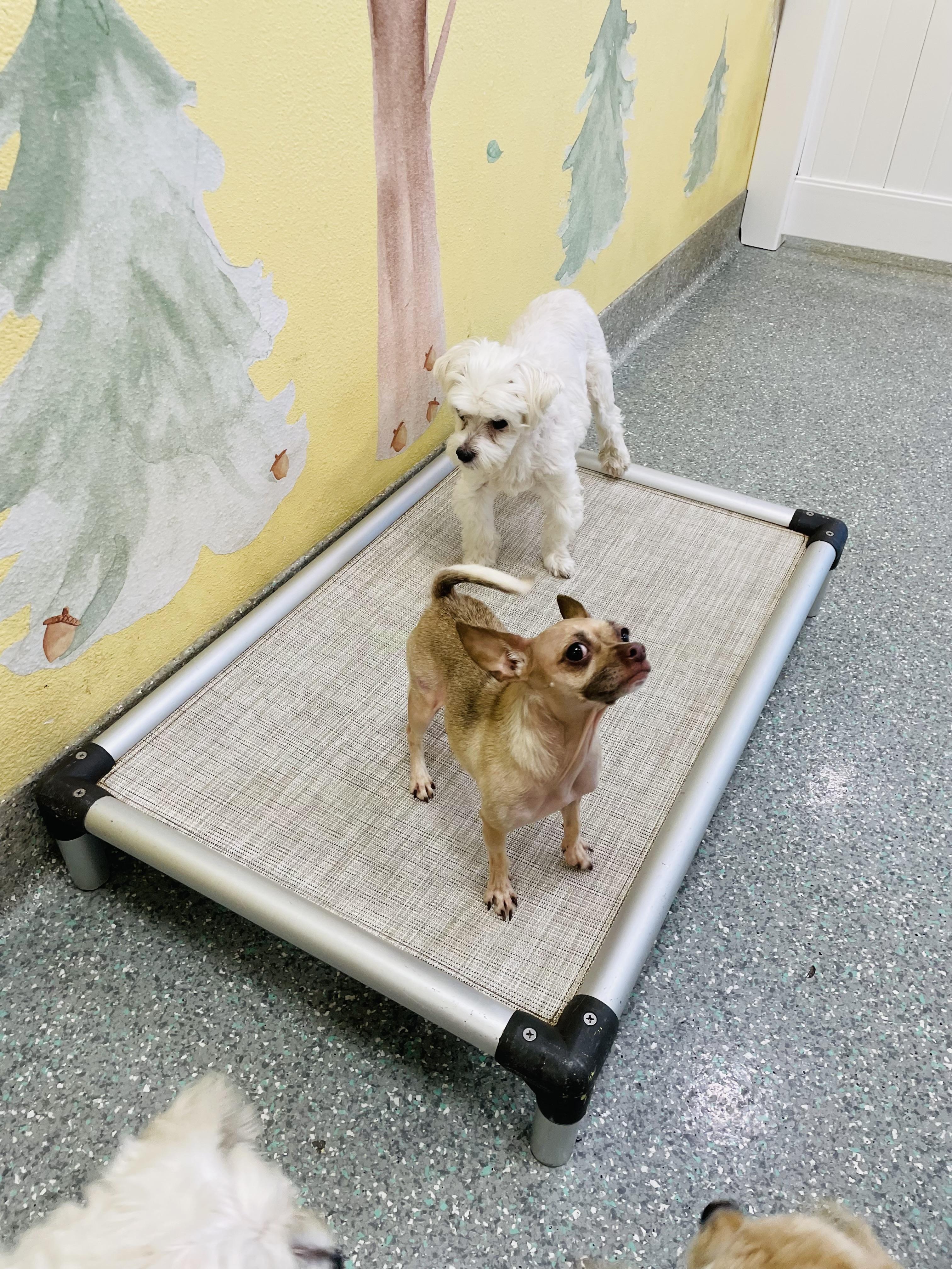 Enlarge Betty, a ADOPTABLE Chihuahua in Rancho Santa Margarita, CA image 6/6