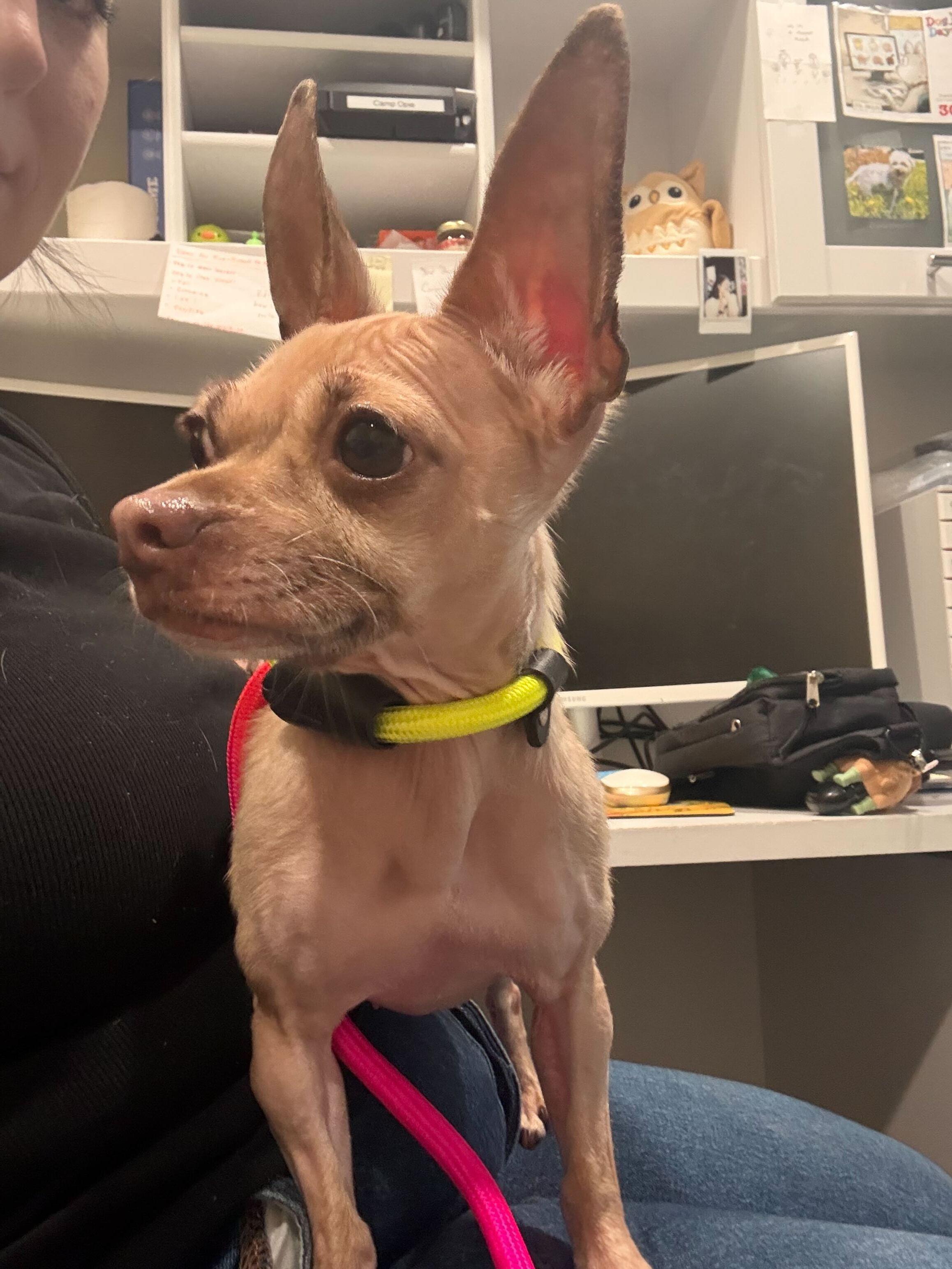 Betty, ADOPTABLE, Adult Female Chihuahua.