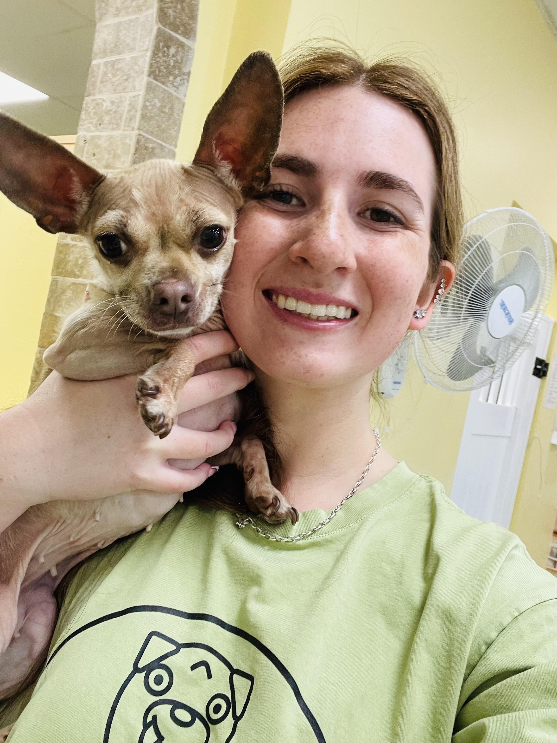 Enlarge Betty, a ADOPTABLE Chihuahua in Rancho Santa Margarita, CA image 3/6