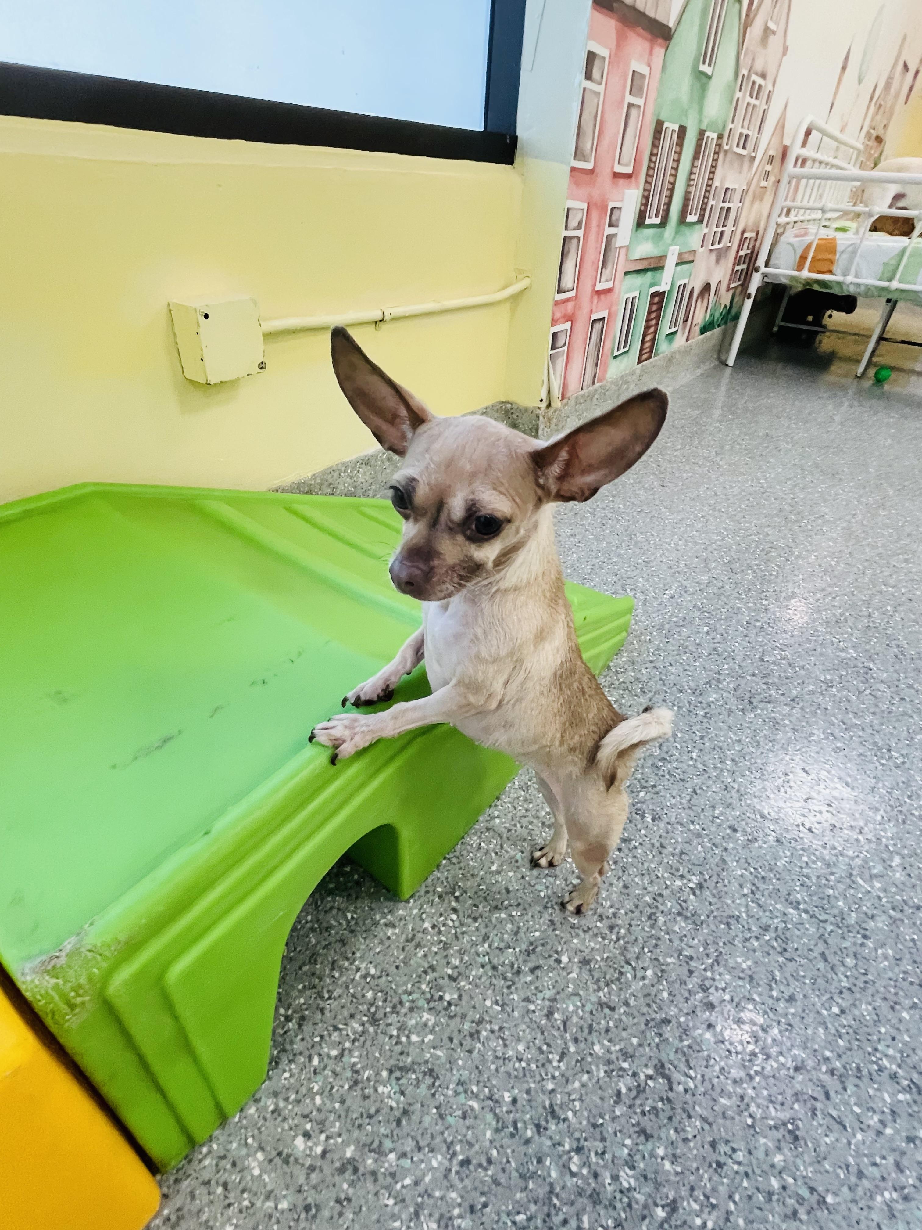 Enlarge Betty, a ADOPTABLE Chihuahua in Rancho Santa Margarita, CA image 2/6
