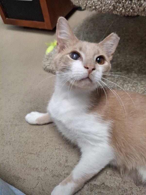 Seymore, a Adoptable Domestic Short Hair in Gonic, NH image 1/3