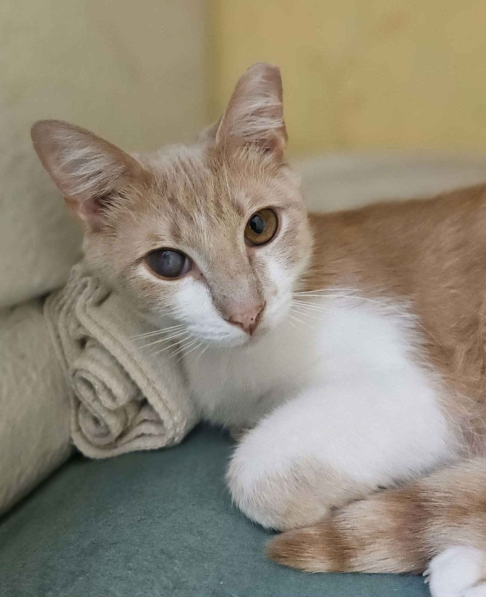 Seymore, a Adoptable Domestic Short Hair in Gonic, NH image 2/3