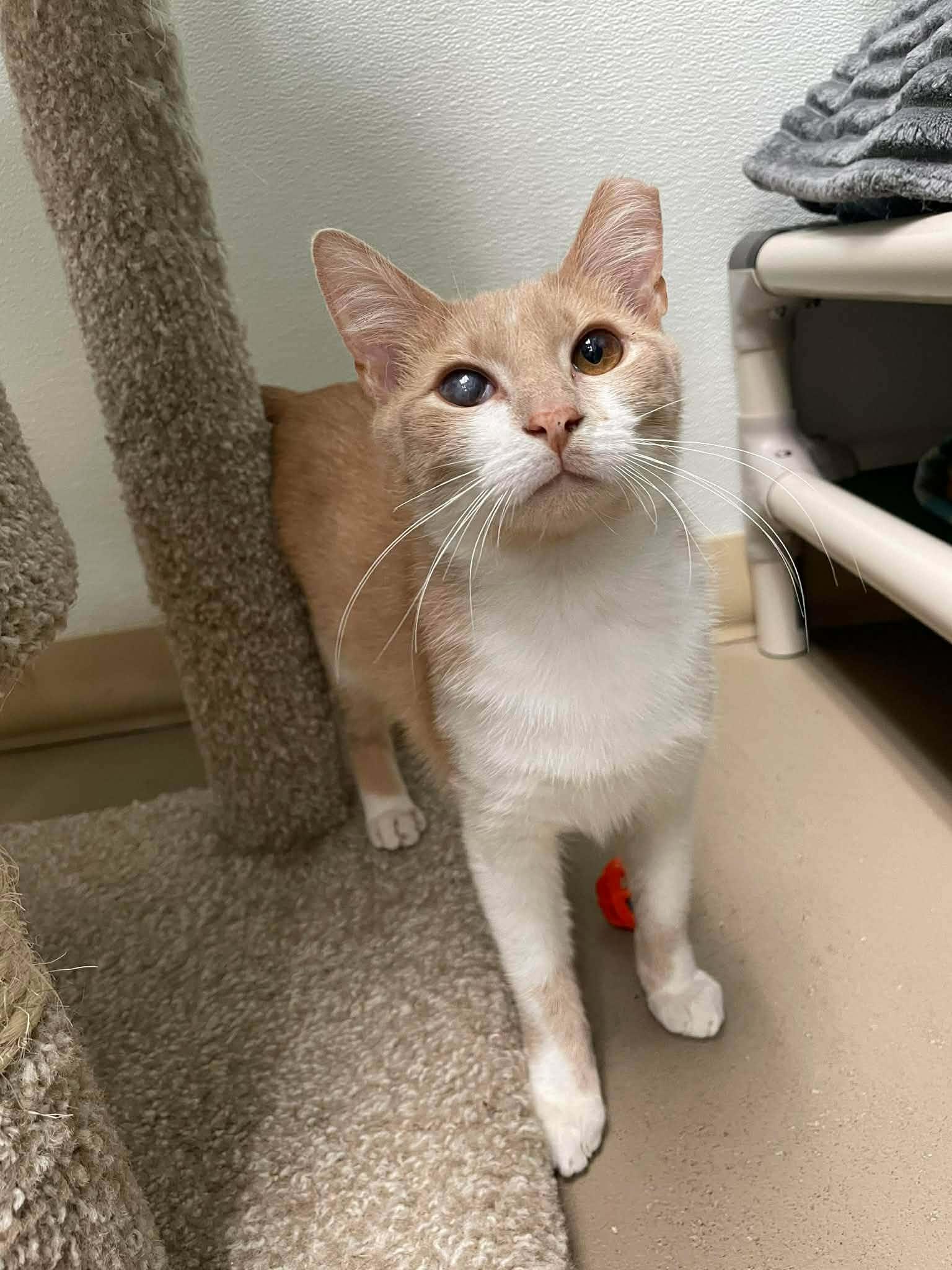 Seymore, a Adoptable Domestic Short Hair in Gonic, NH image 3/3
