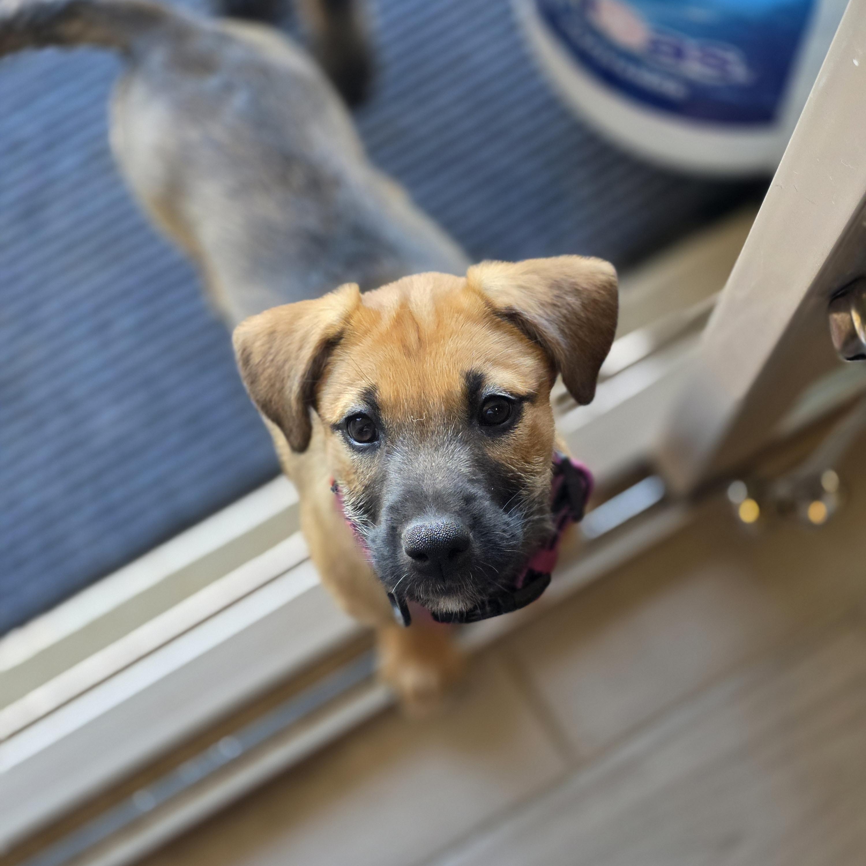 Sparky, a ADOPTABLE mixed breed in Tucson, AZ image 3/3