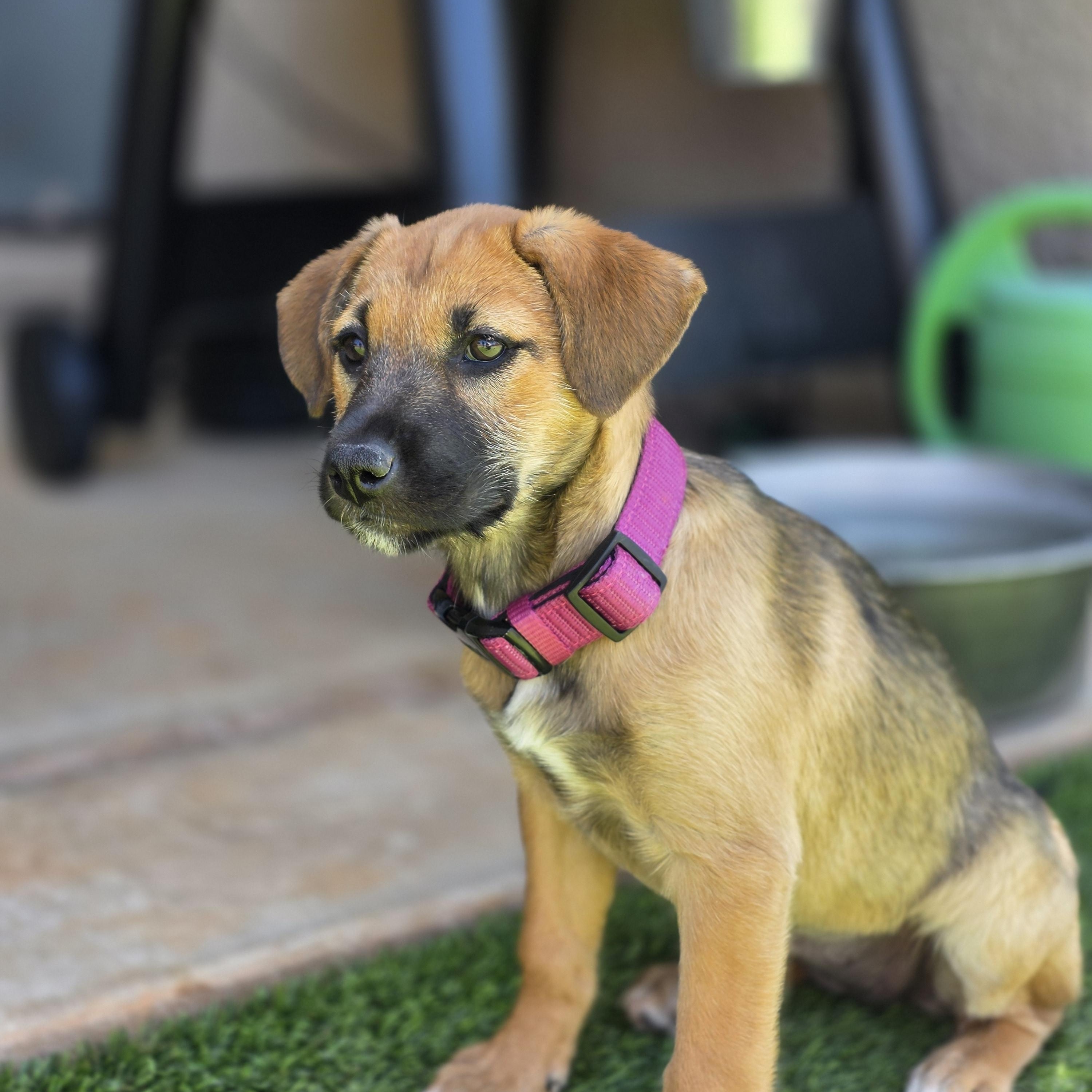 Sparky, a ADOPTABLE mixed breed in Tucson, AZ image 1/3