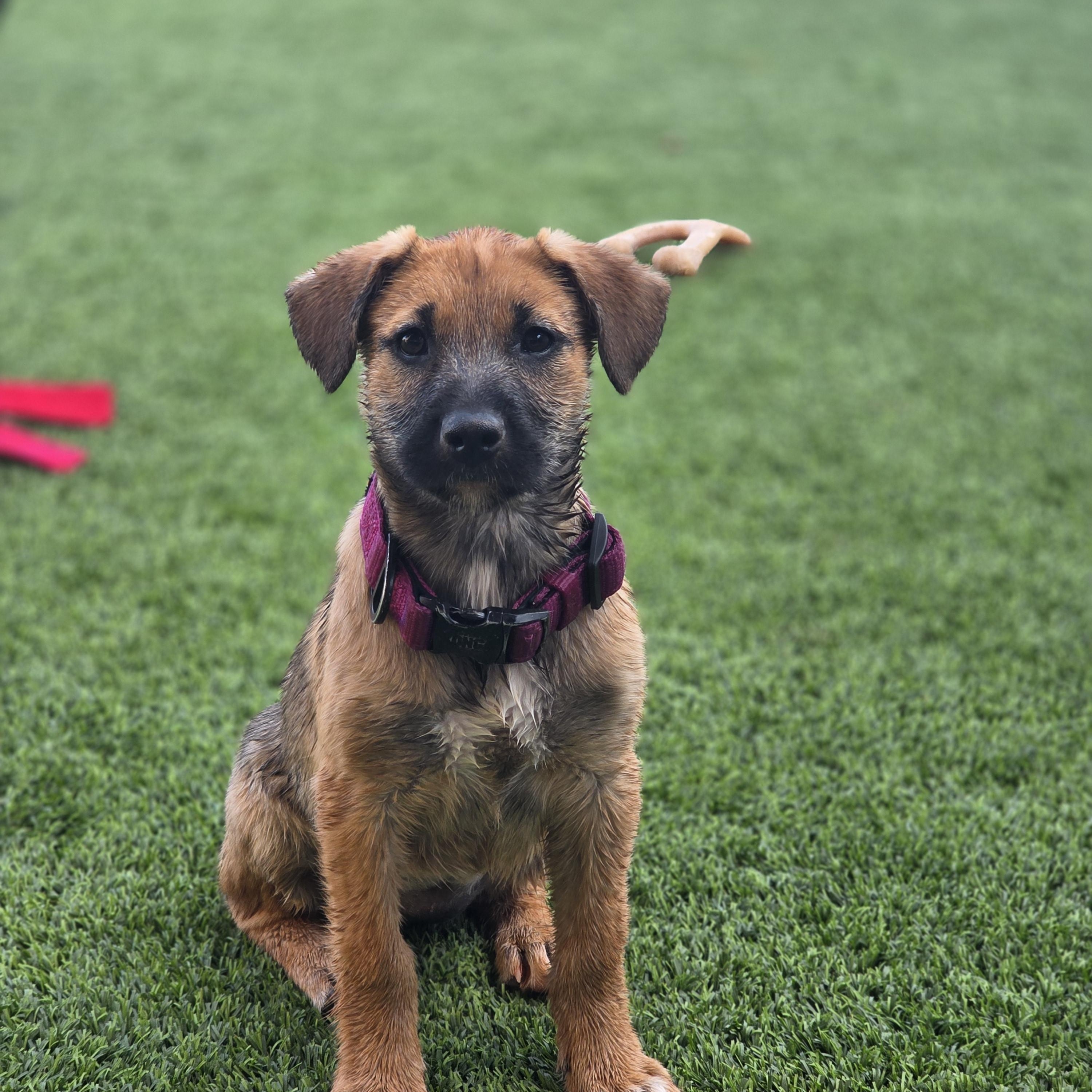 Sparky, a ADOPTABLE mixed breed in Tucson, AZ image 2/3
