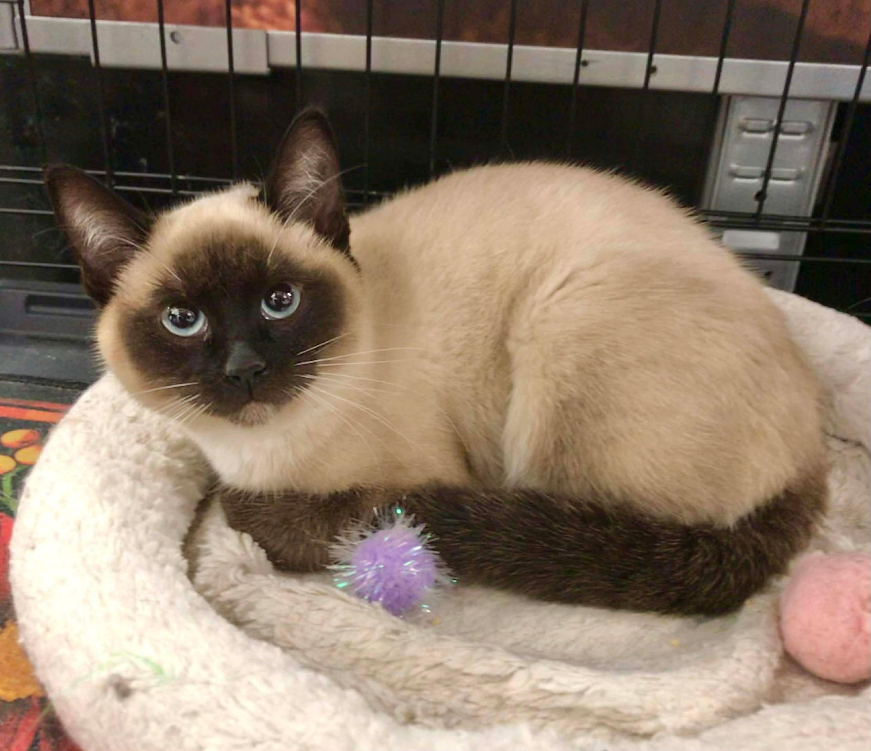 Enlarge Devine, an adopted Siamese in Vallejo, CA image 1/2